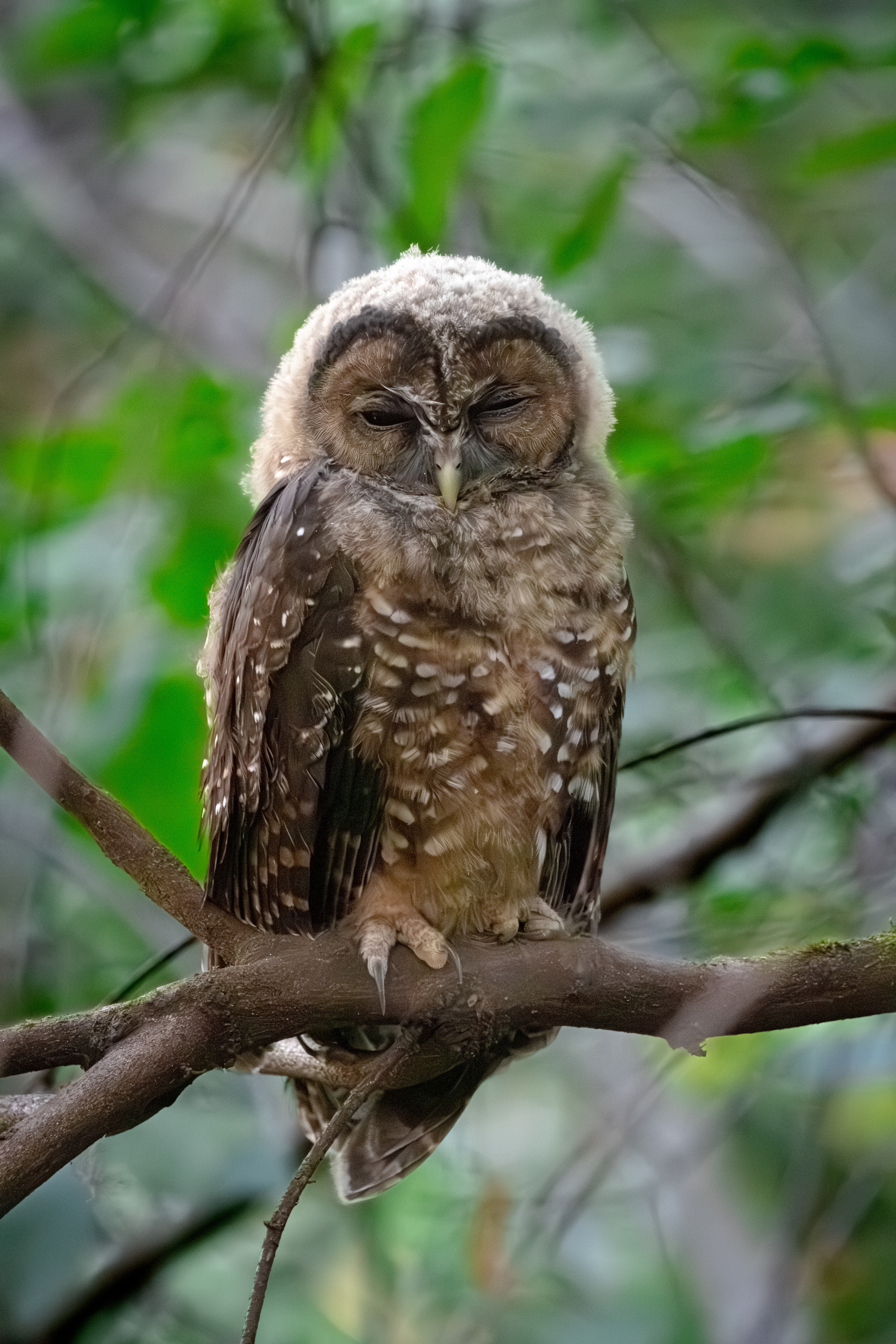 Spotted Owl