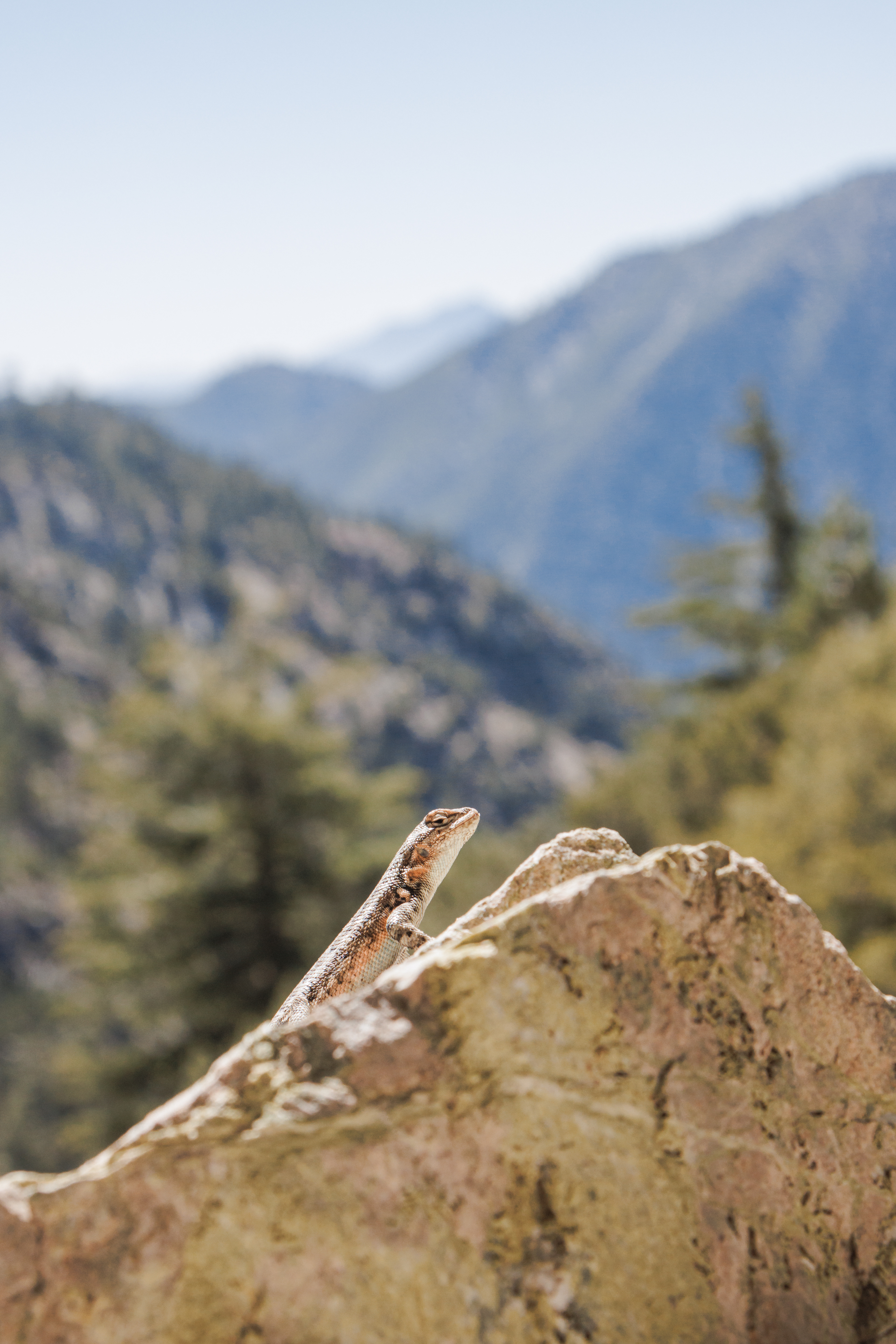 Common Sagebrush Lizard