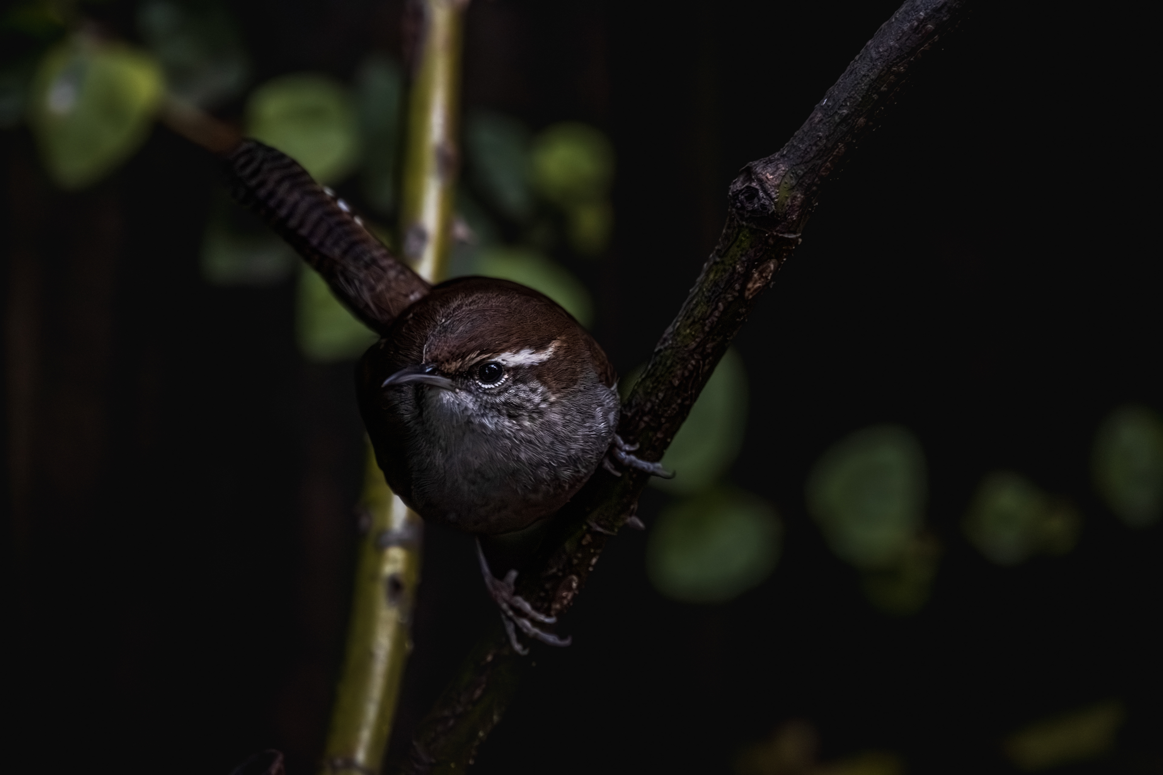 Bewick's Wren