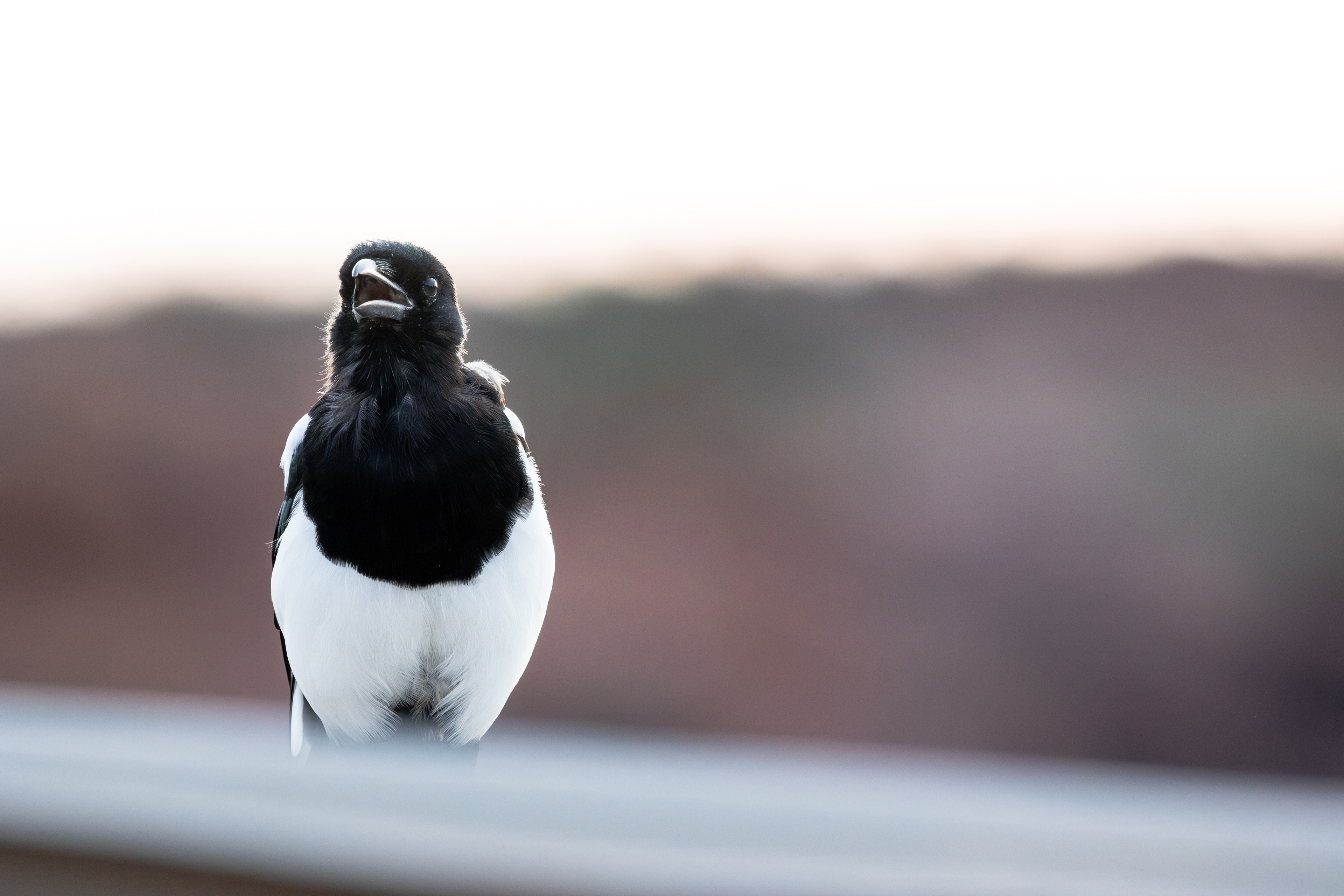Black-billed Magpie