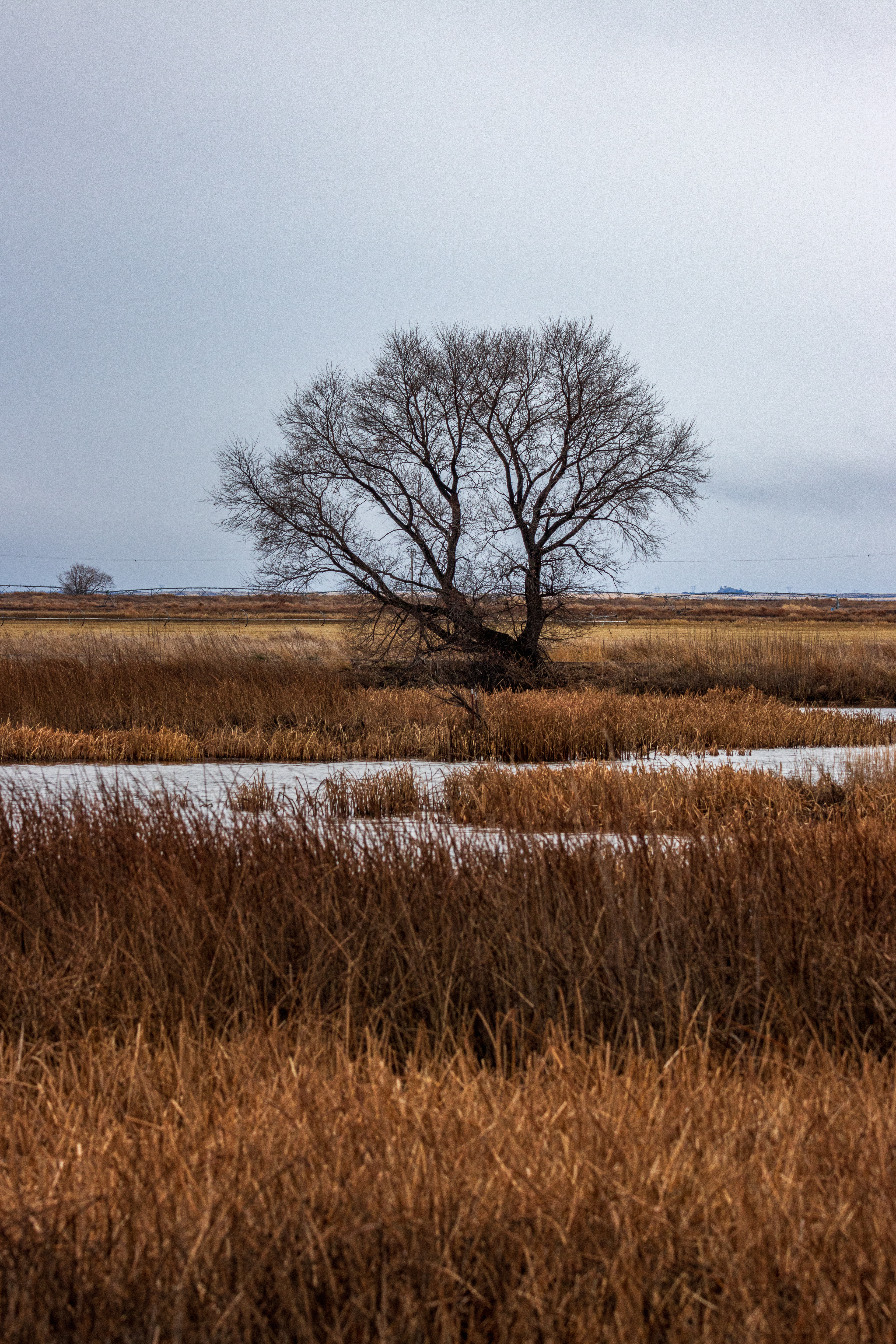 An oak tree towering over the cattails of the marsh