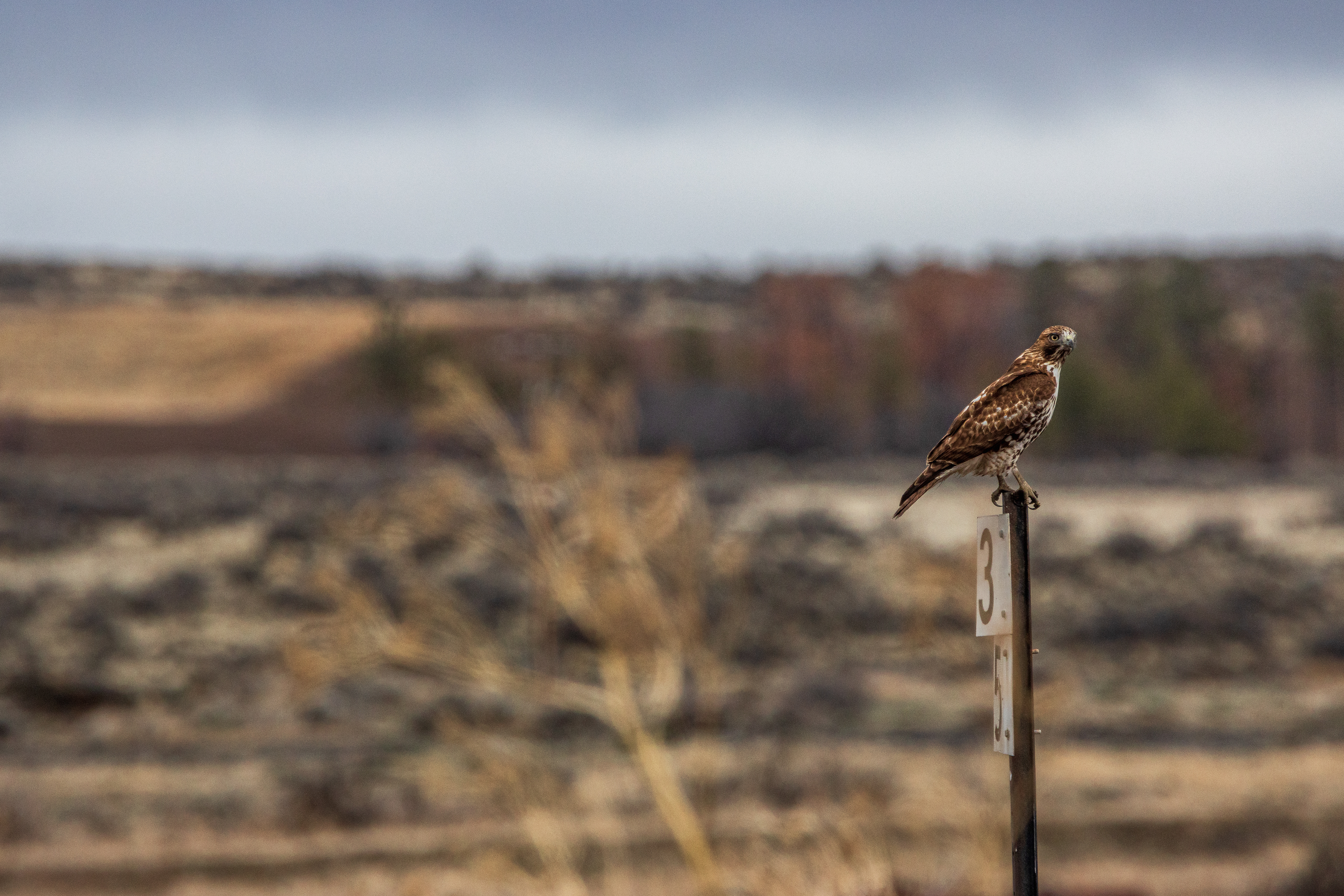 A Red-tailed Hawk perched atop a sign post