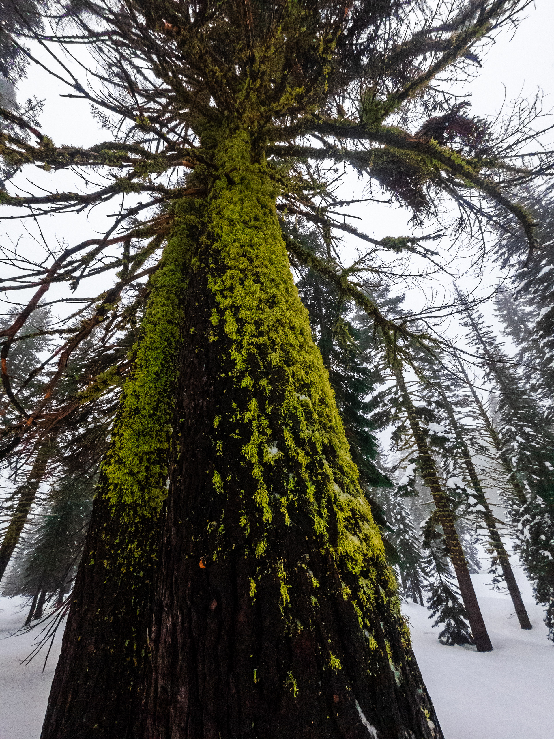 An old, giant Shasta Red Fir covered in lichen