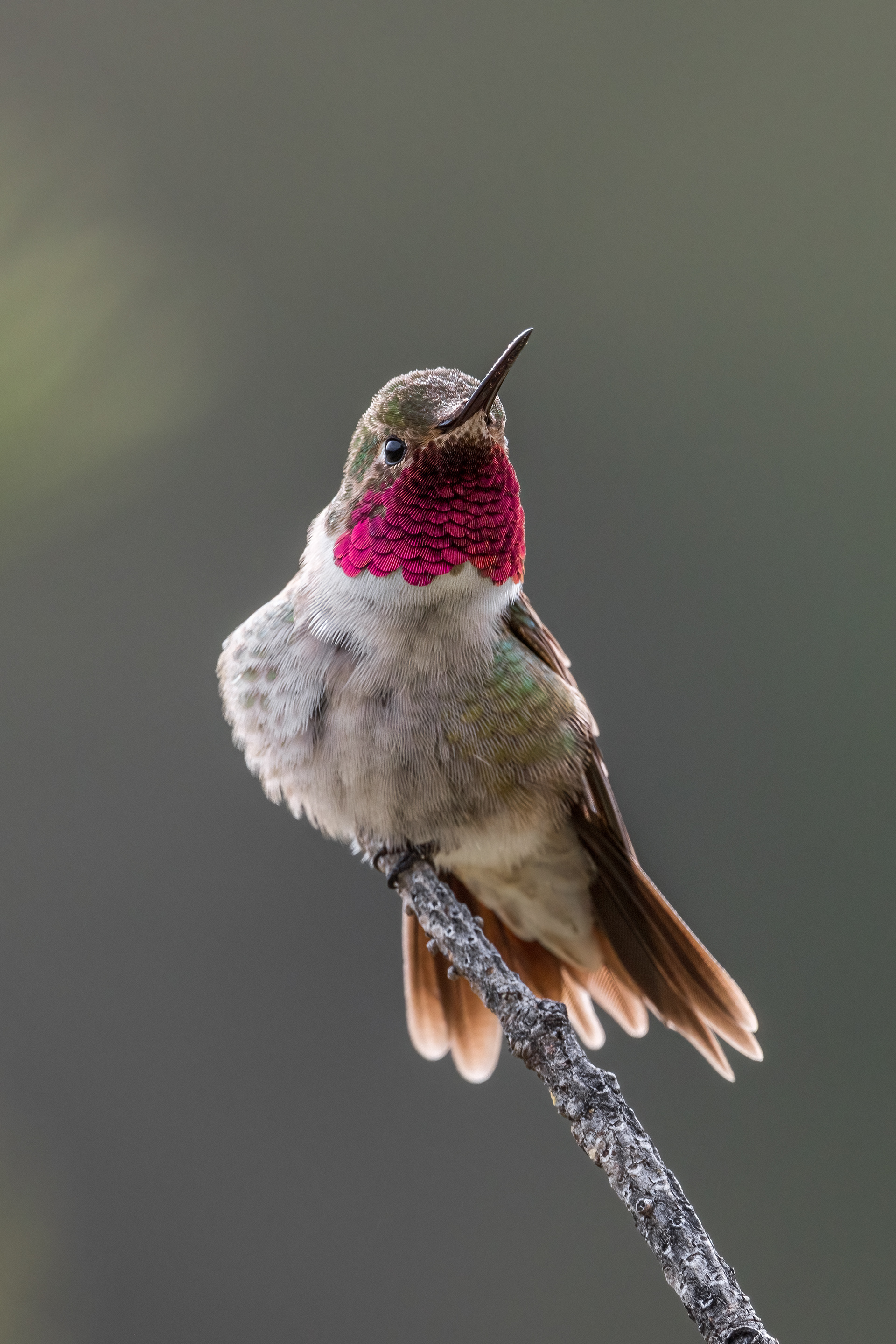 Broad-tailed Hummingbird
