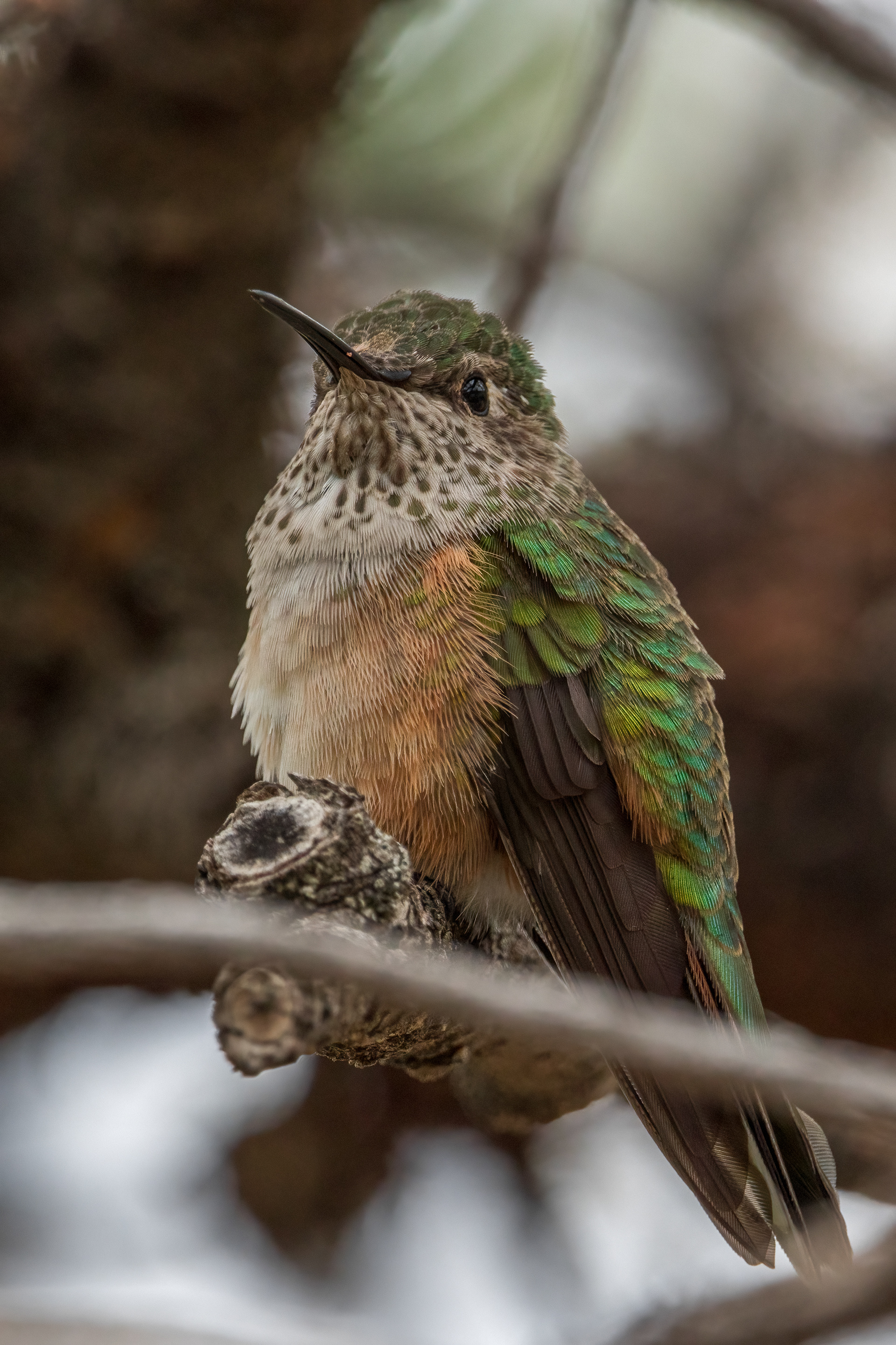 Broad-tailed Hummingbird