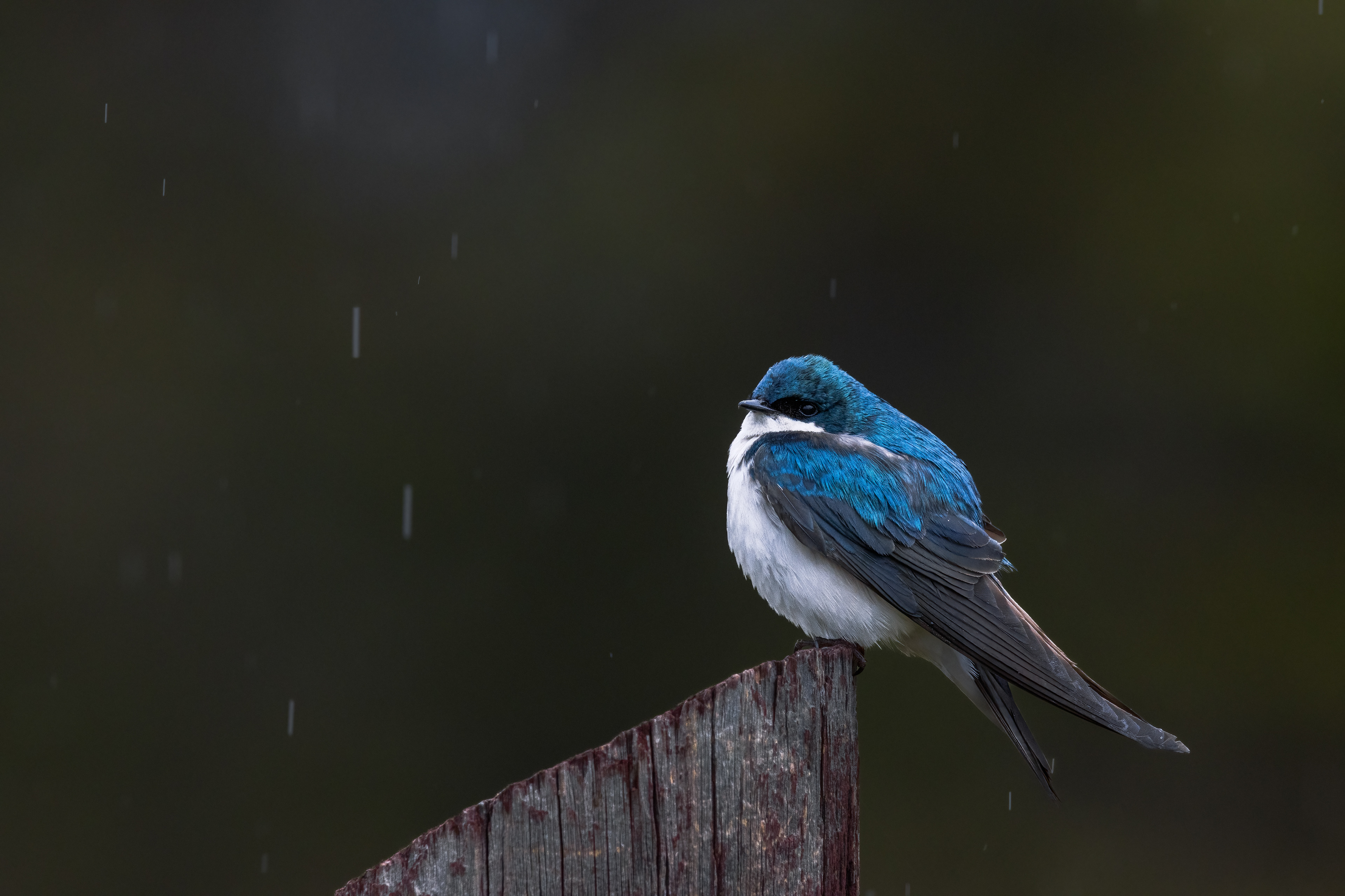 Tree Swallow