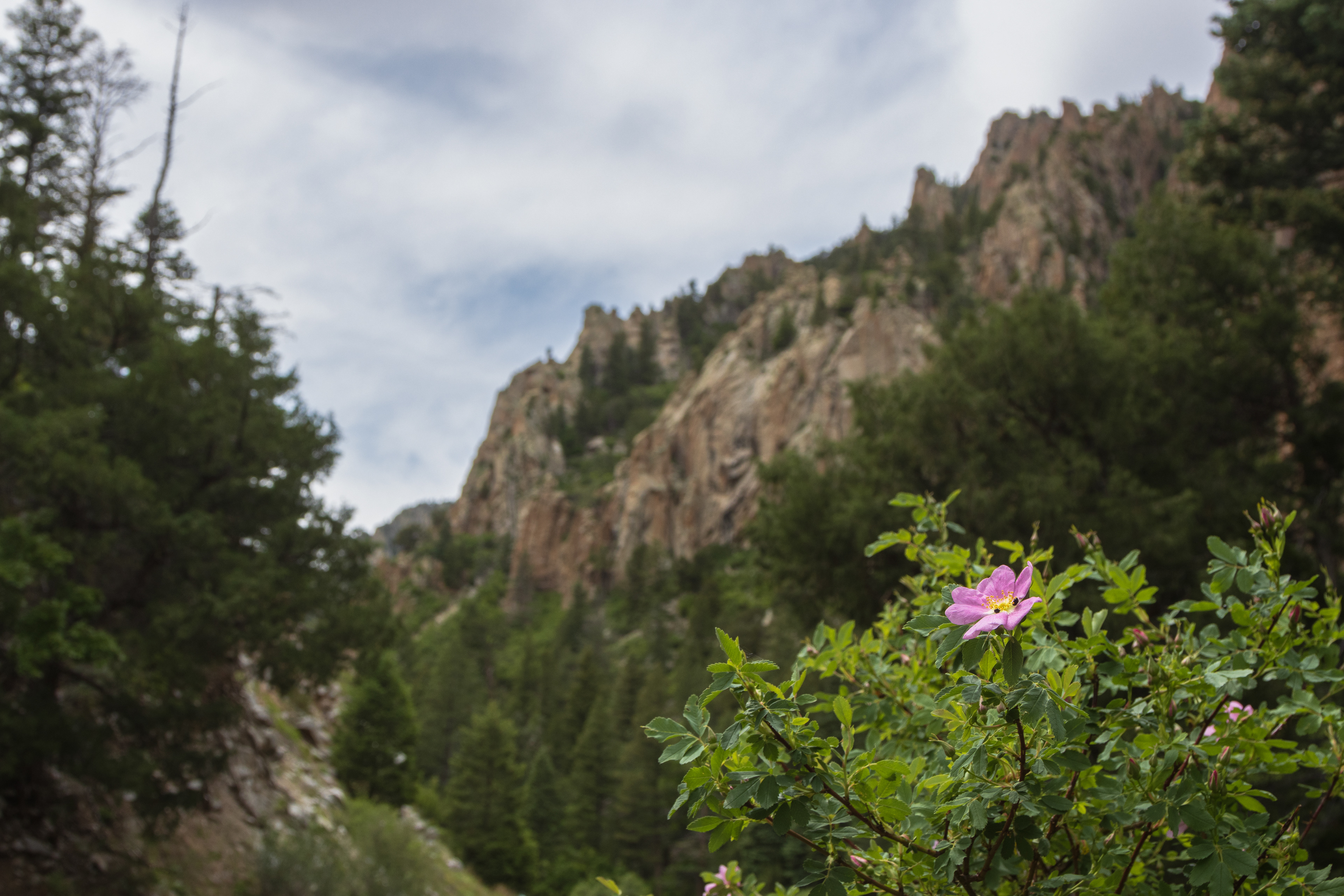 Wood's Rose in Cimarron Canyon State Park