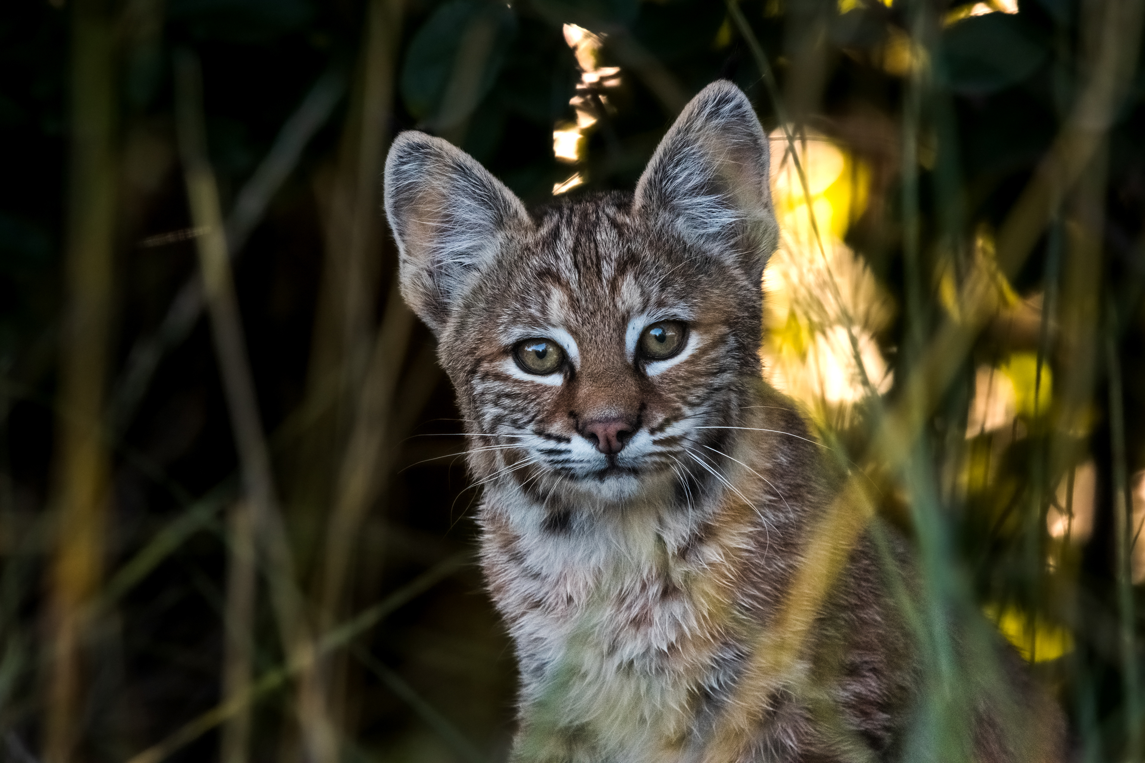 Bobcat