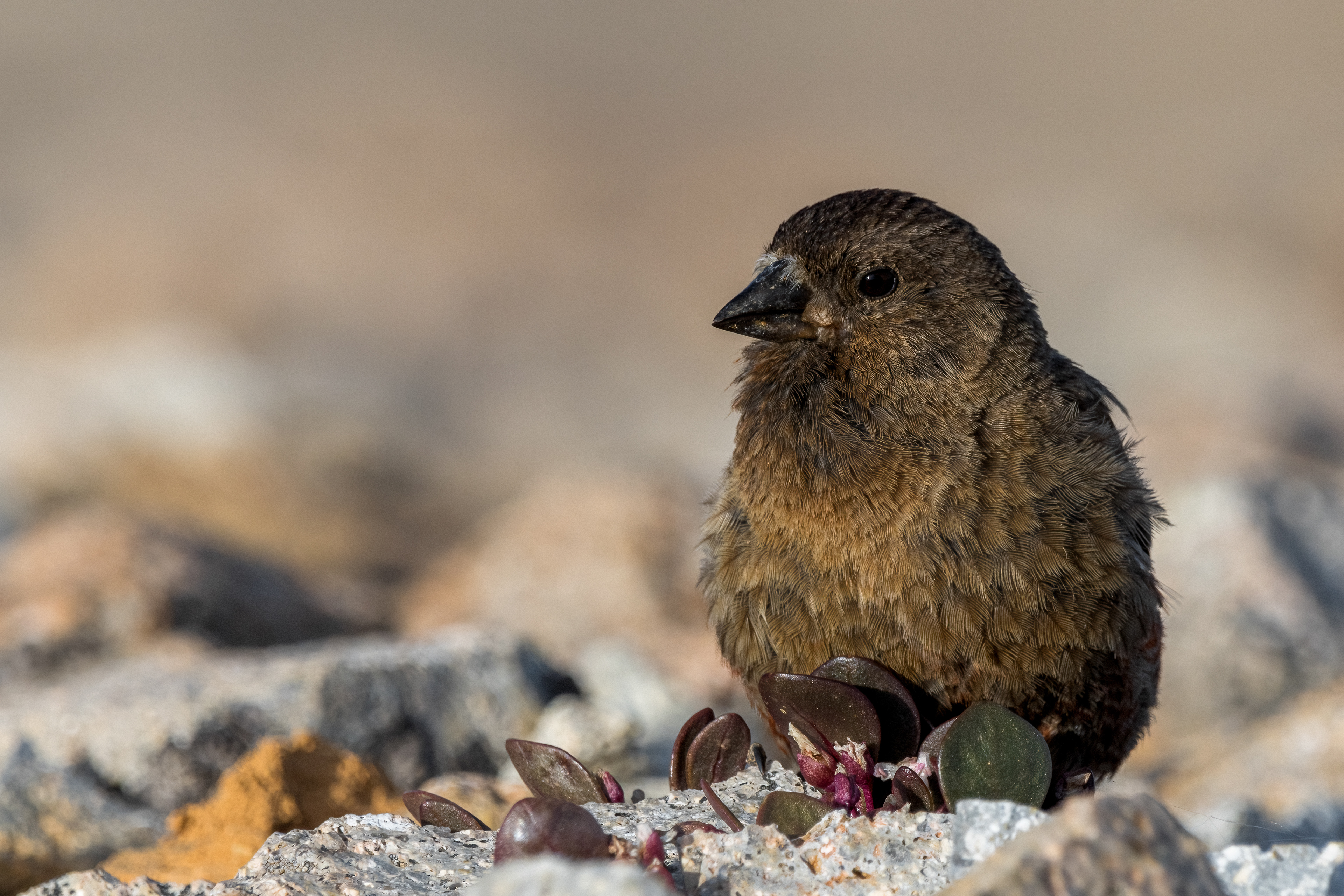 Brown-capped Rosy-Finch