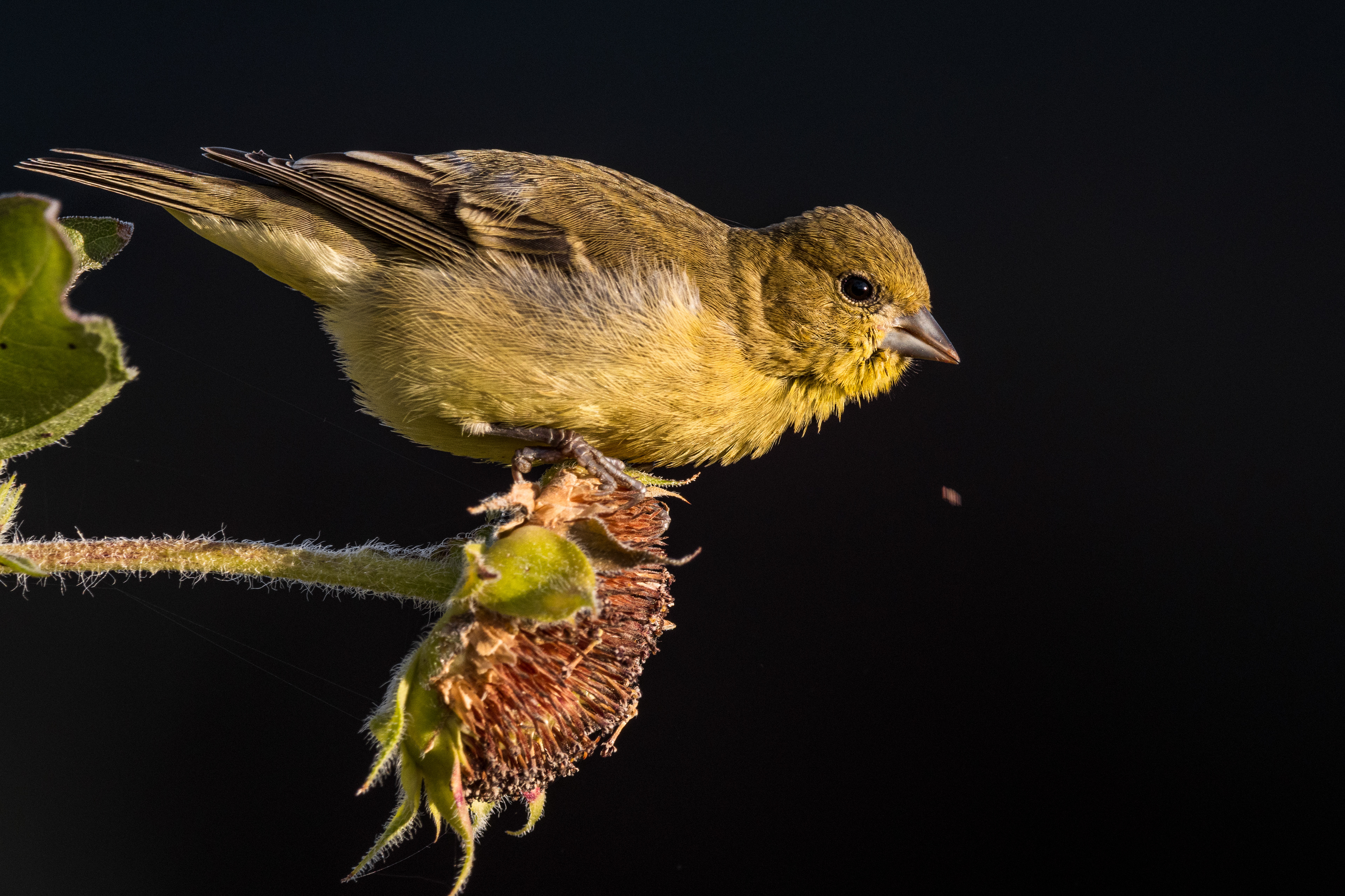 Lesser Goldfinch