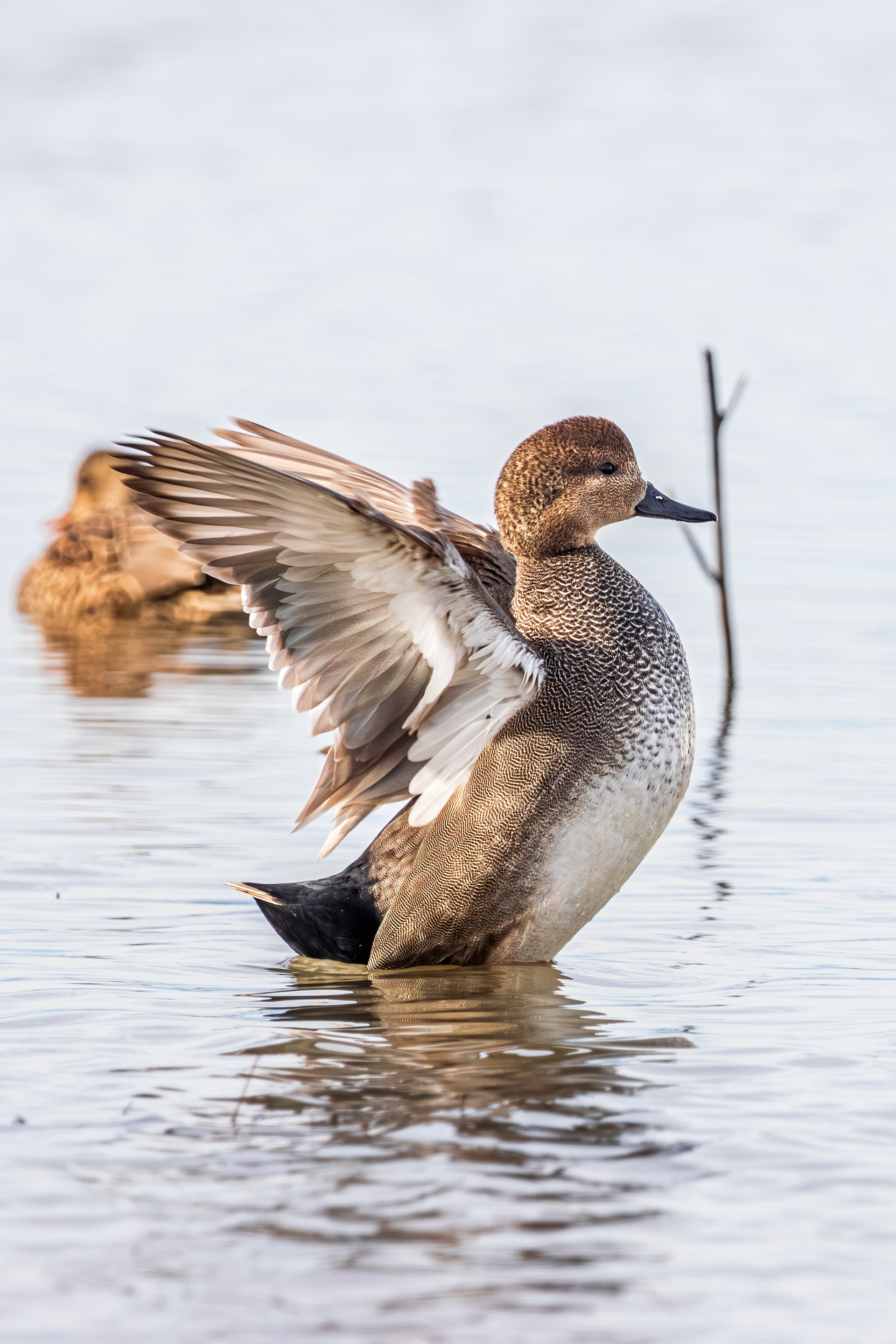 Male Gadwall flapping its wings
