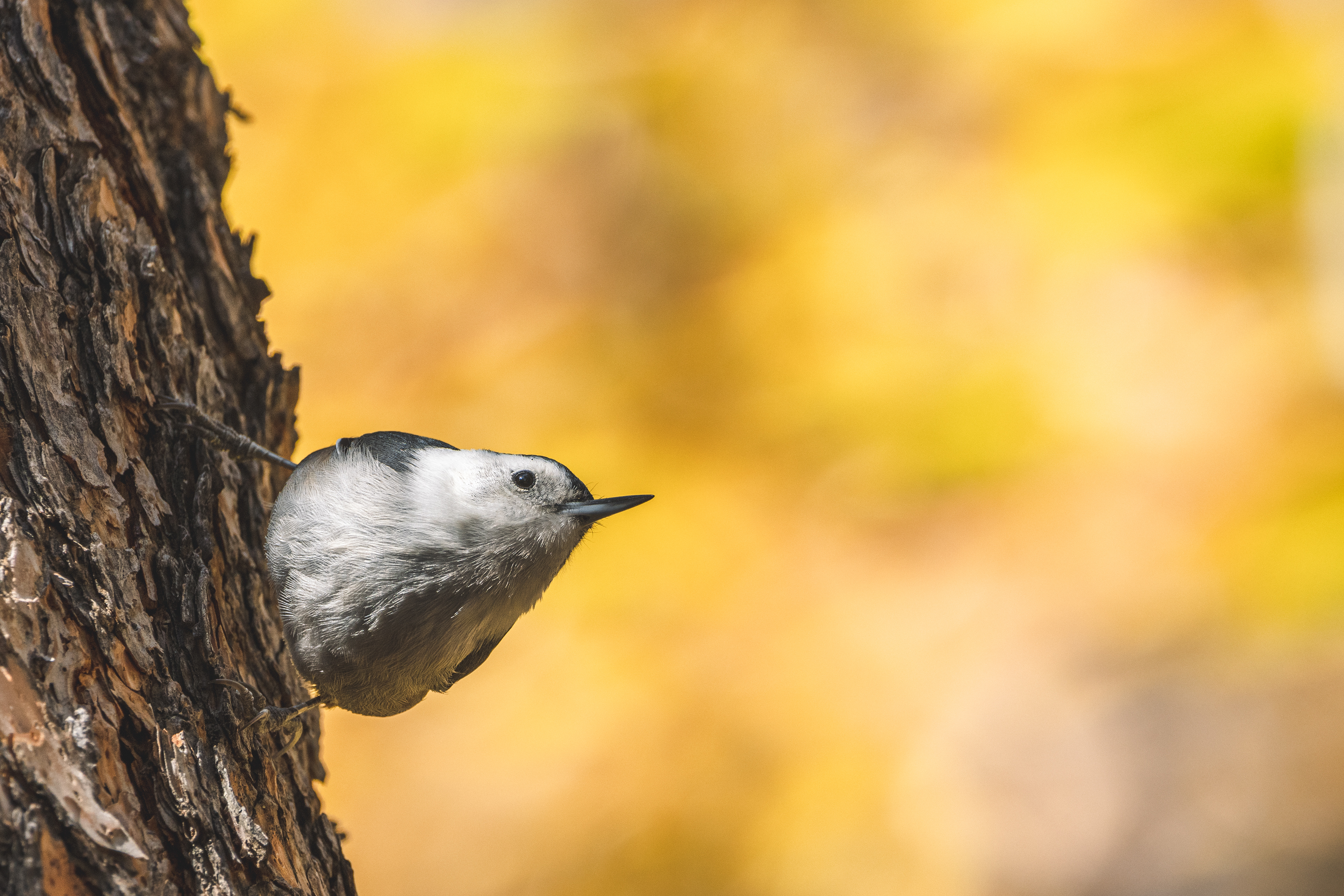 White-breasted Nuthatch