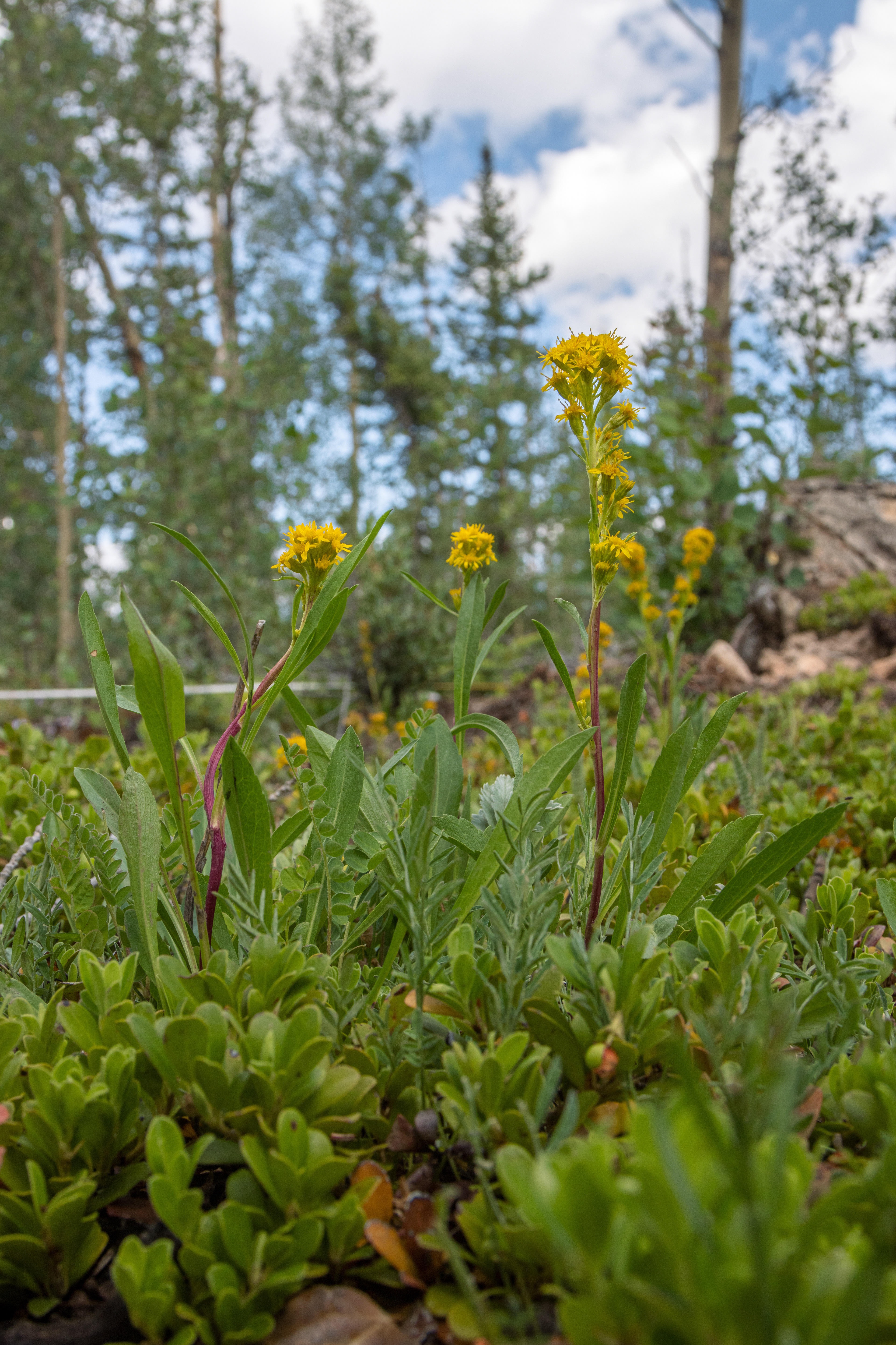 Goldenrod in the Gunnison National Forest