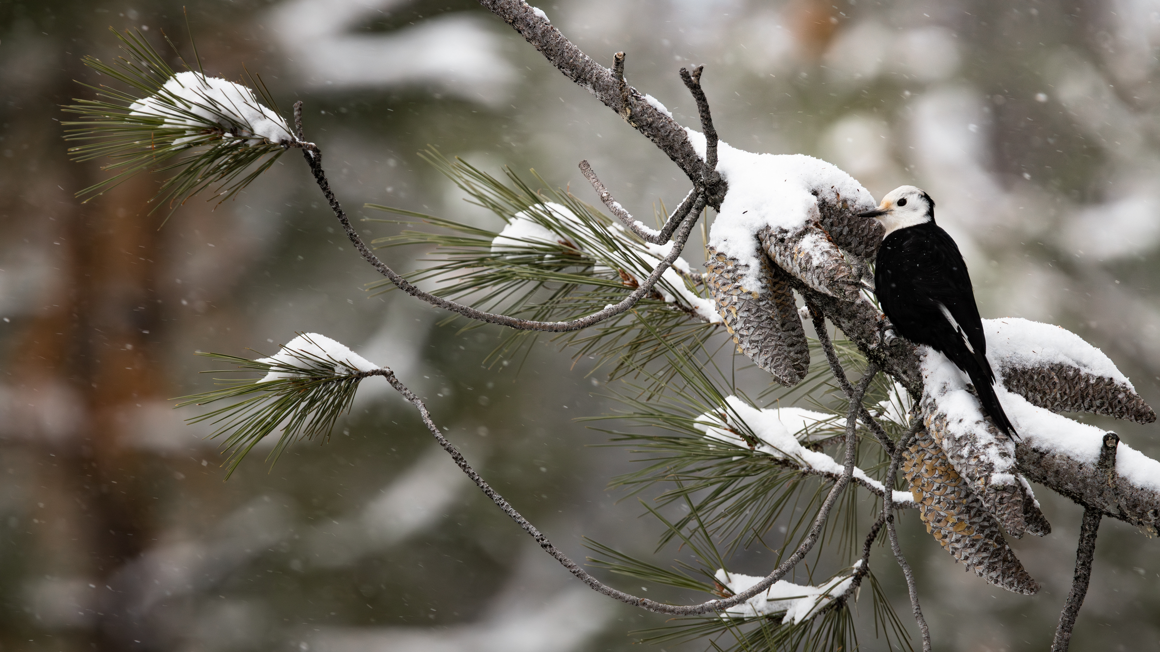 Female White-headed Woodpecker enjoying the knobcone pinecones