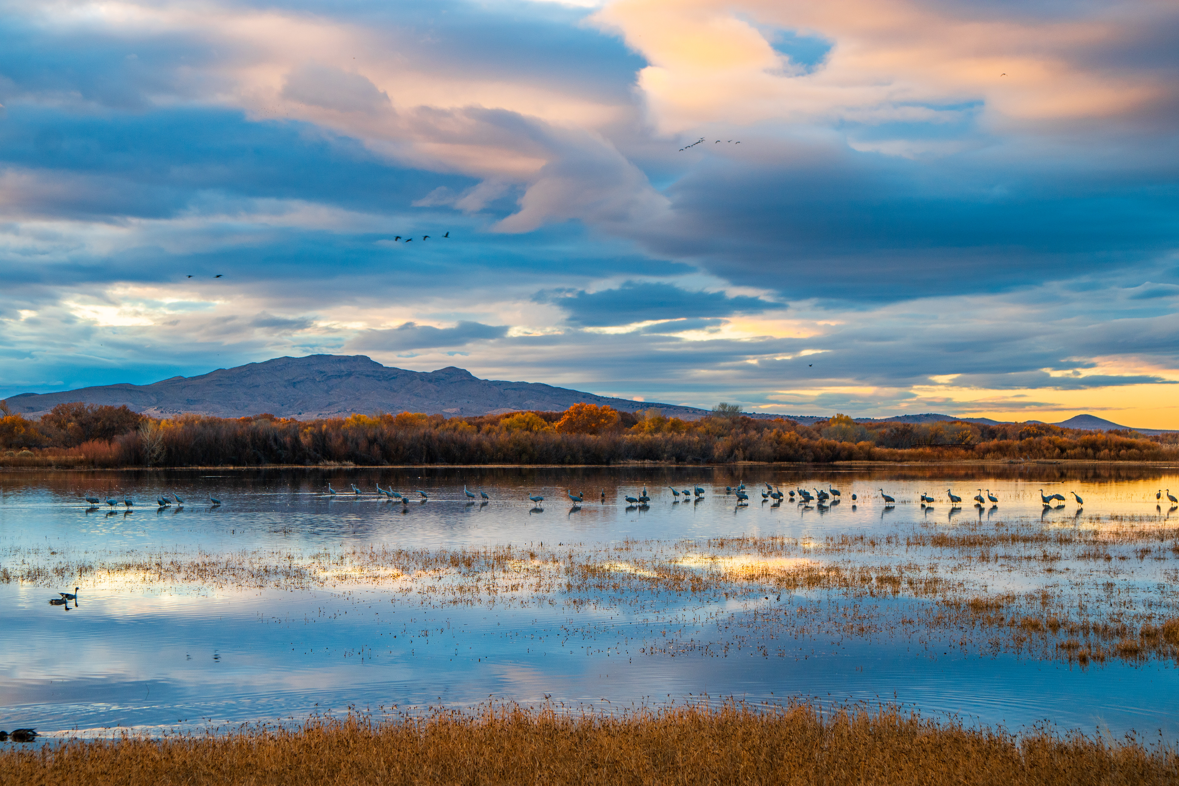 Sunrise at Bosque del Apache