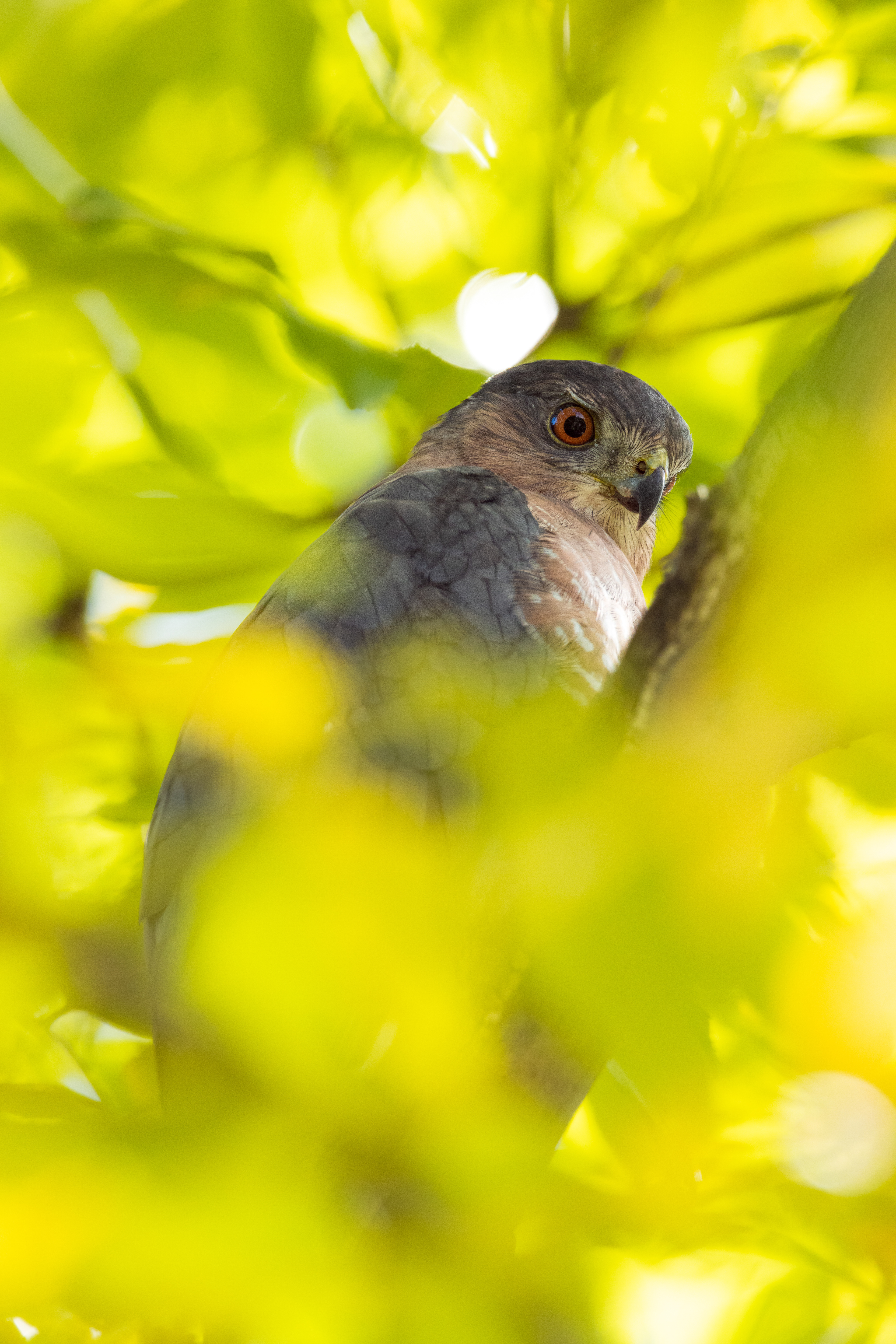 Cooper's Hawk
