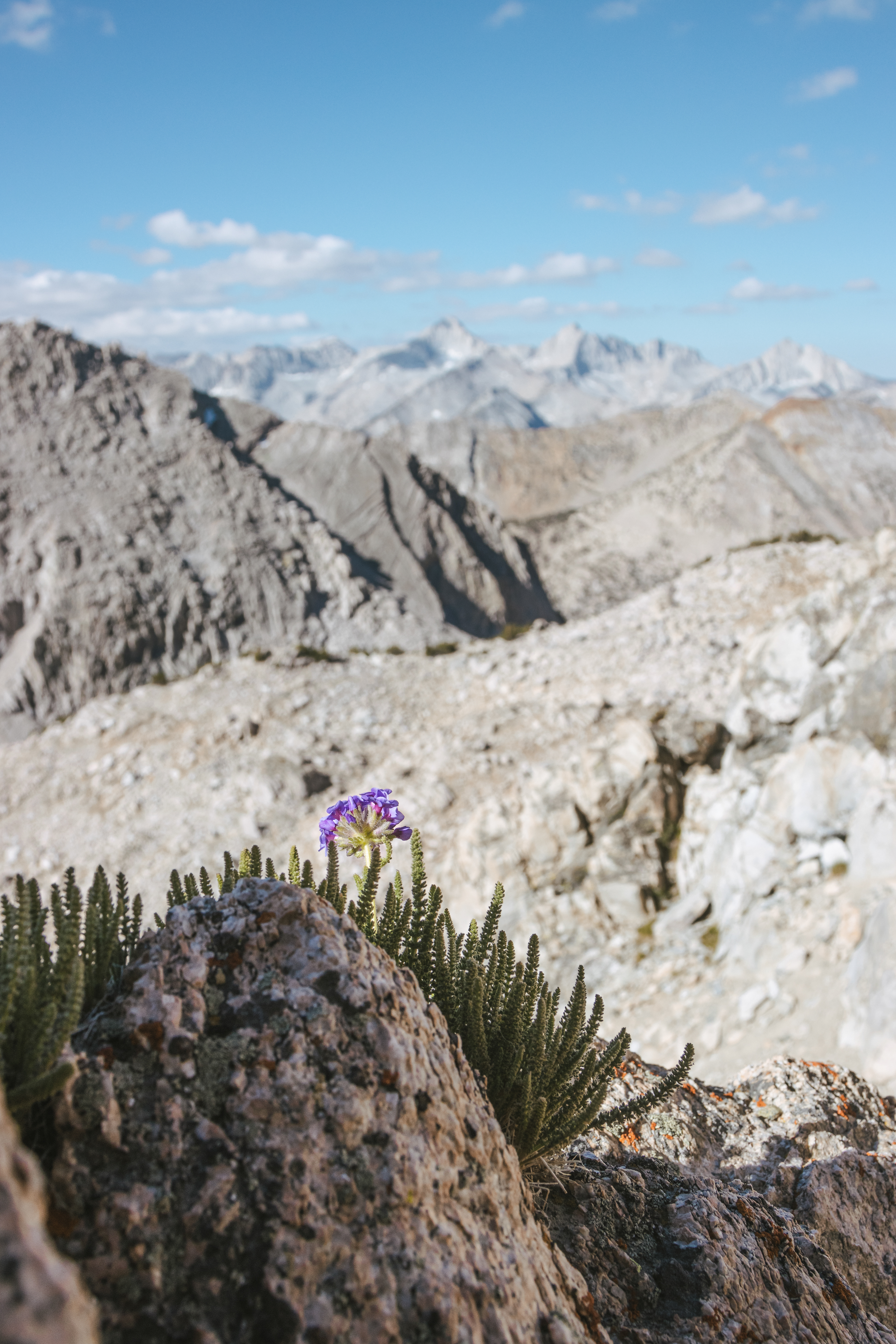 Sky Pilot on Glenn Pass