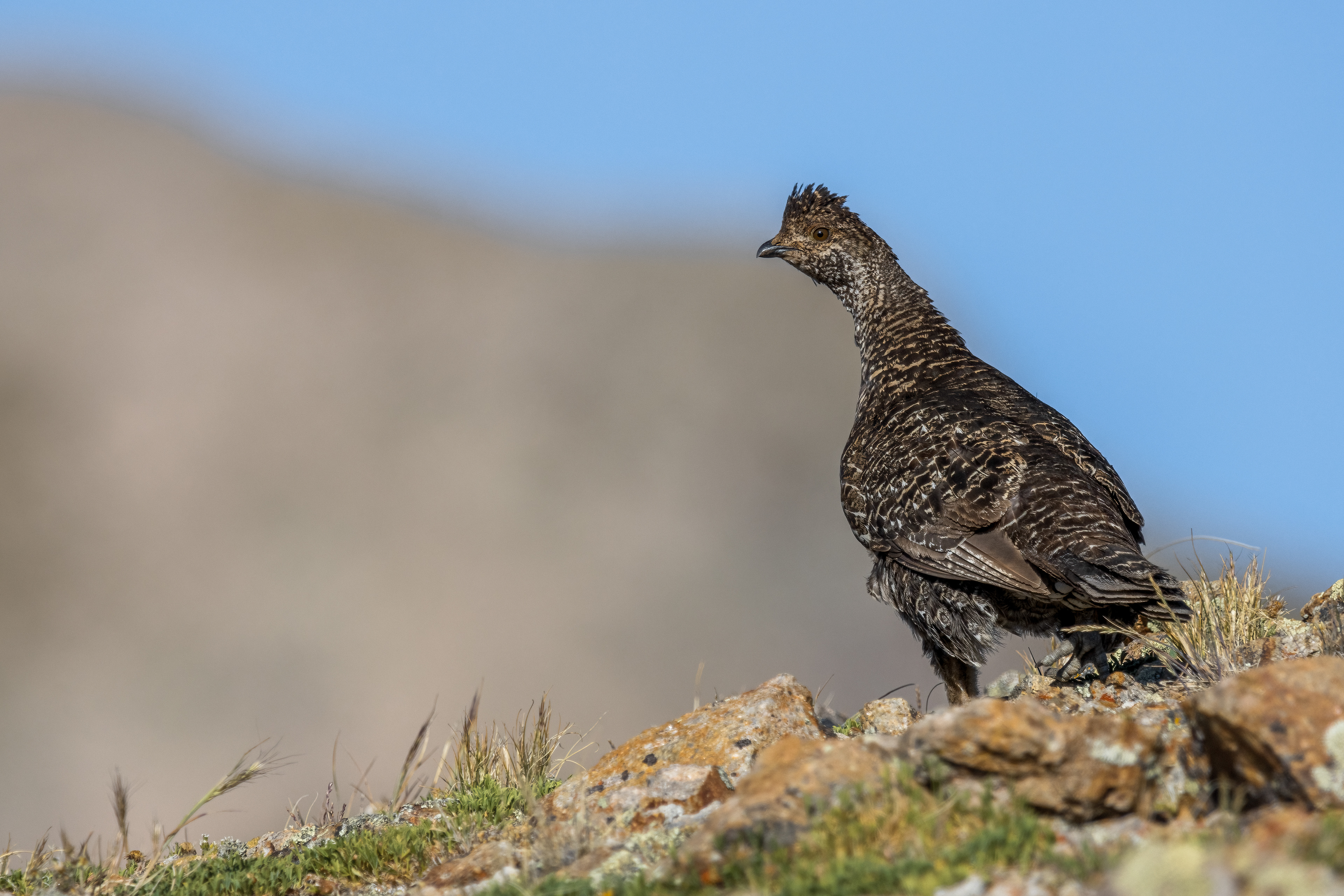 Dusky Grouse