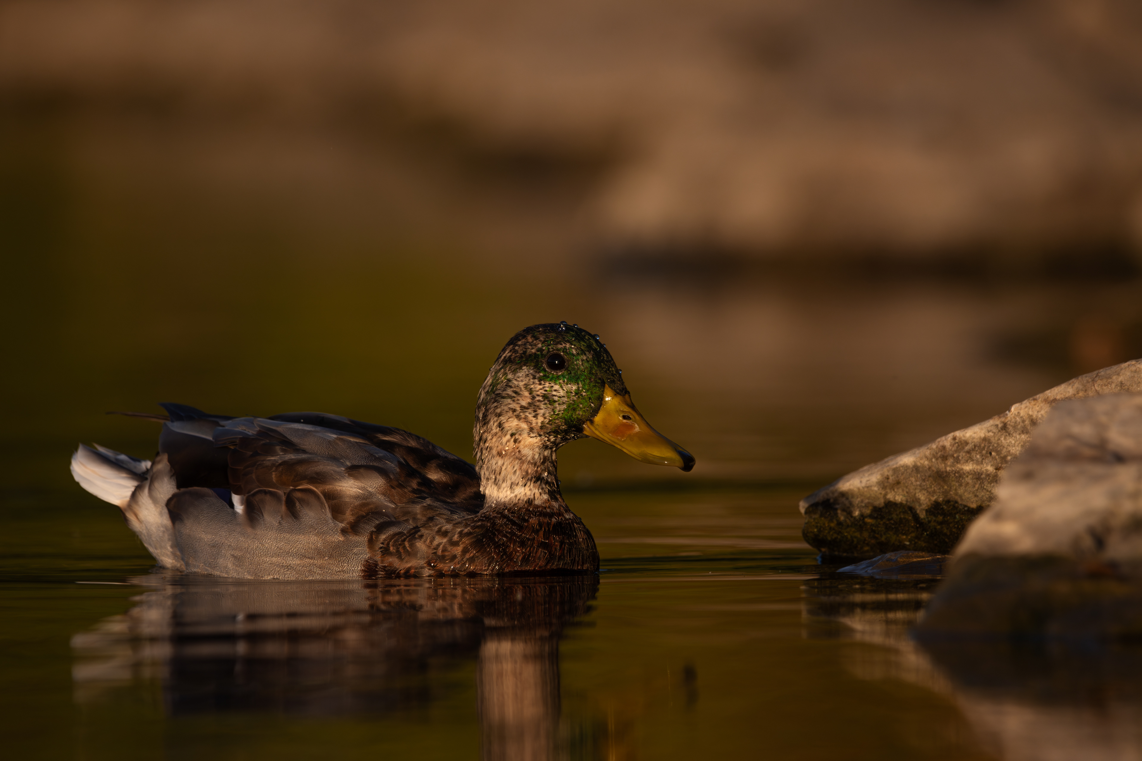 Mallard