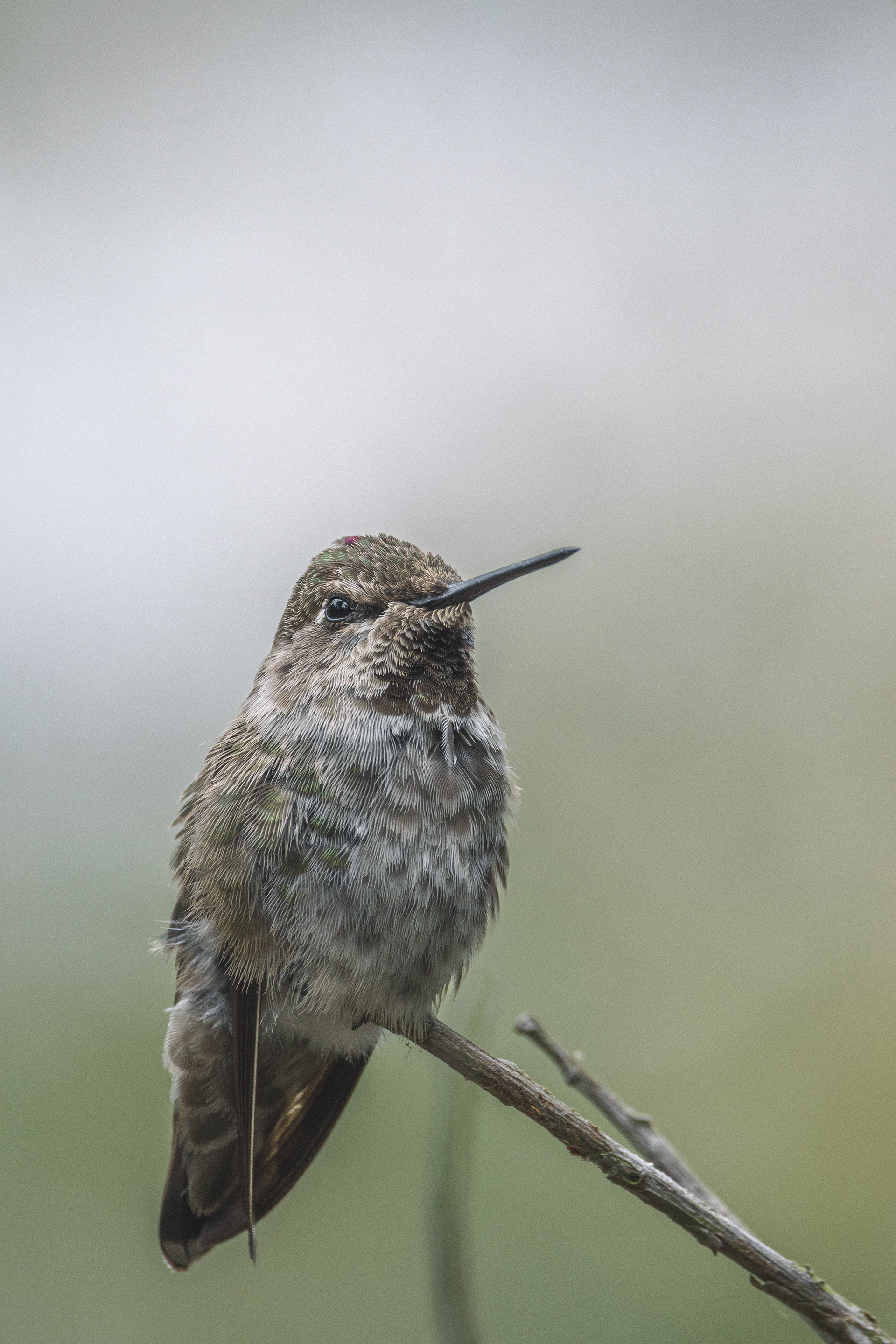 Anna's Hummingbird