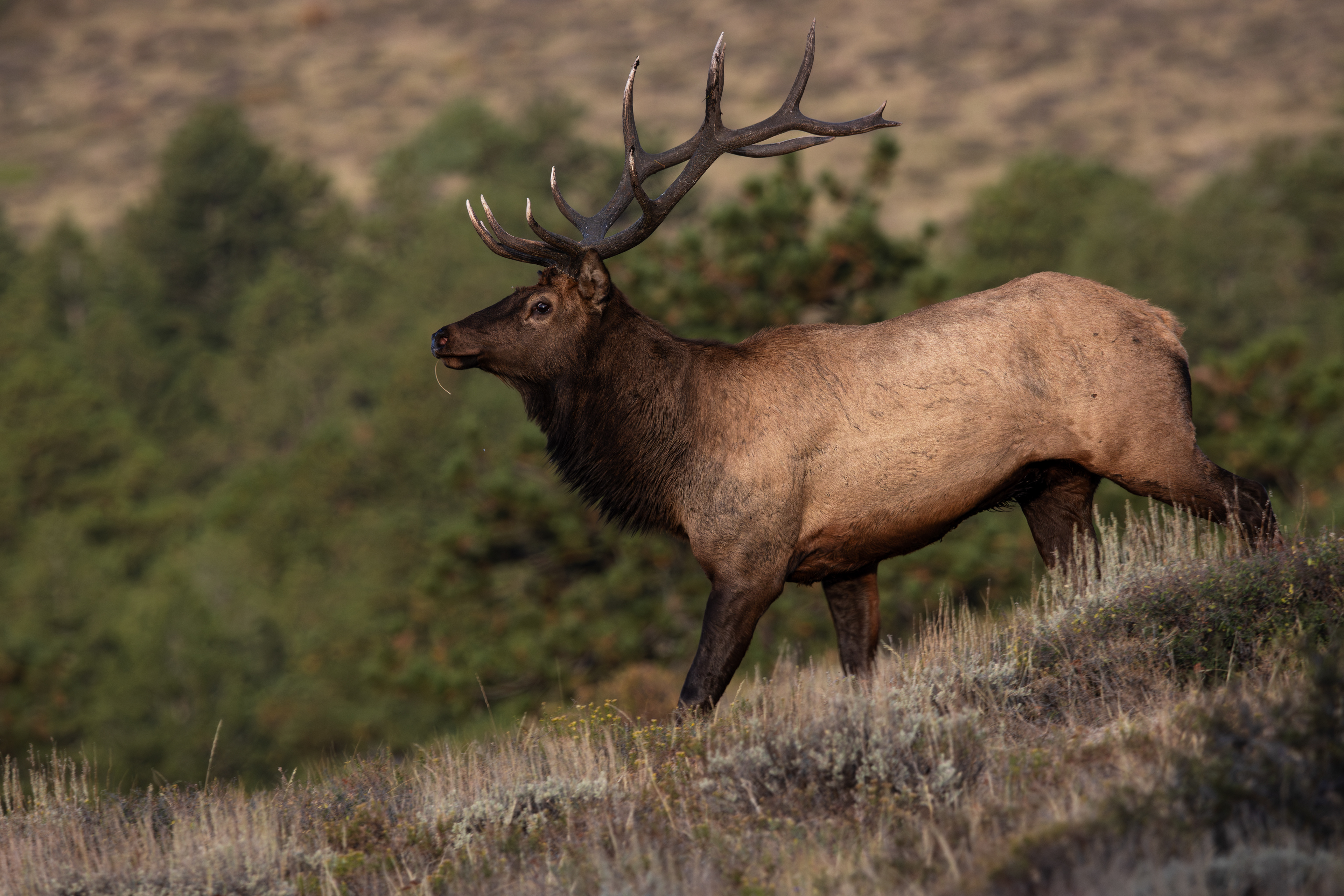 Elk