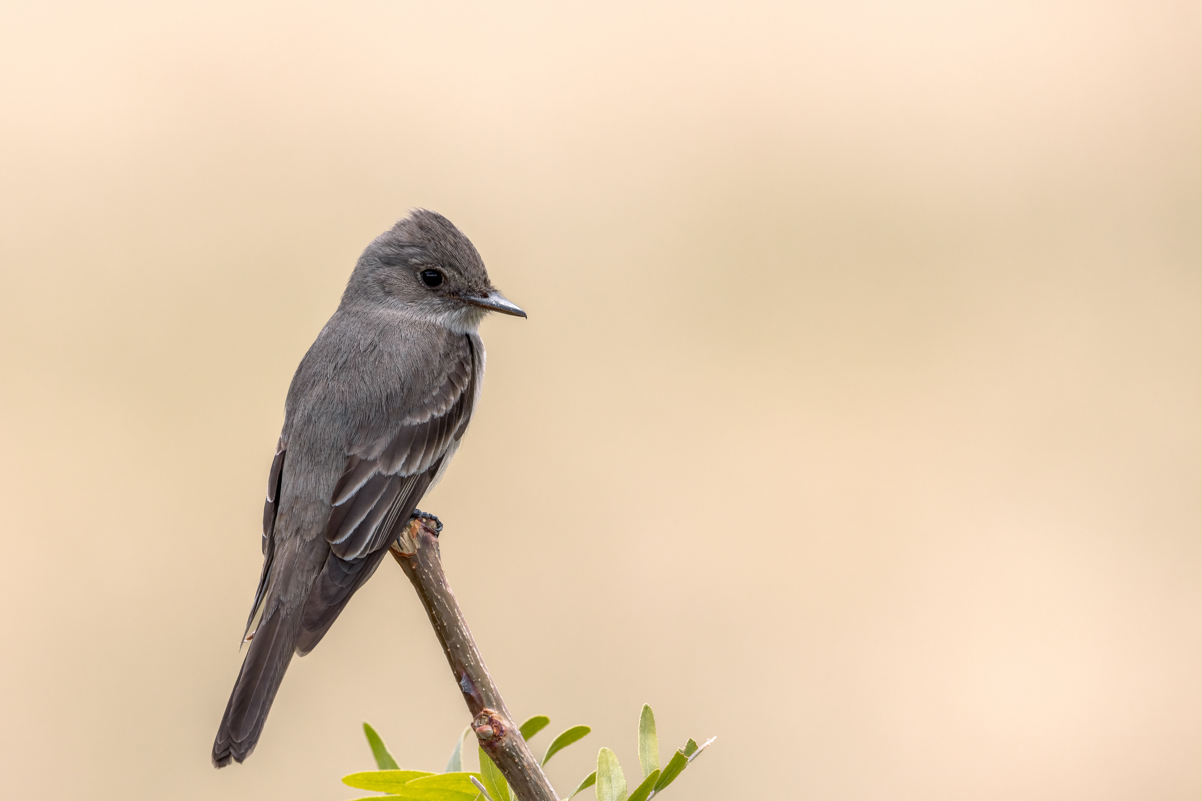 Western Wood Pewee