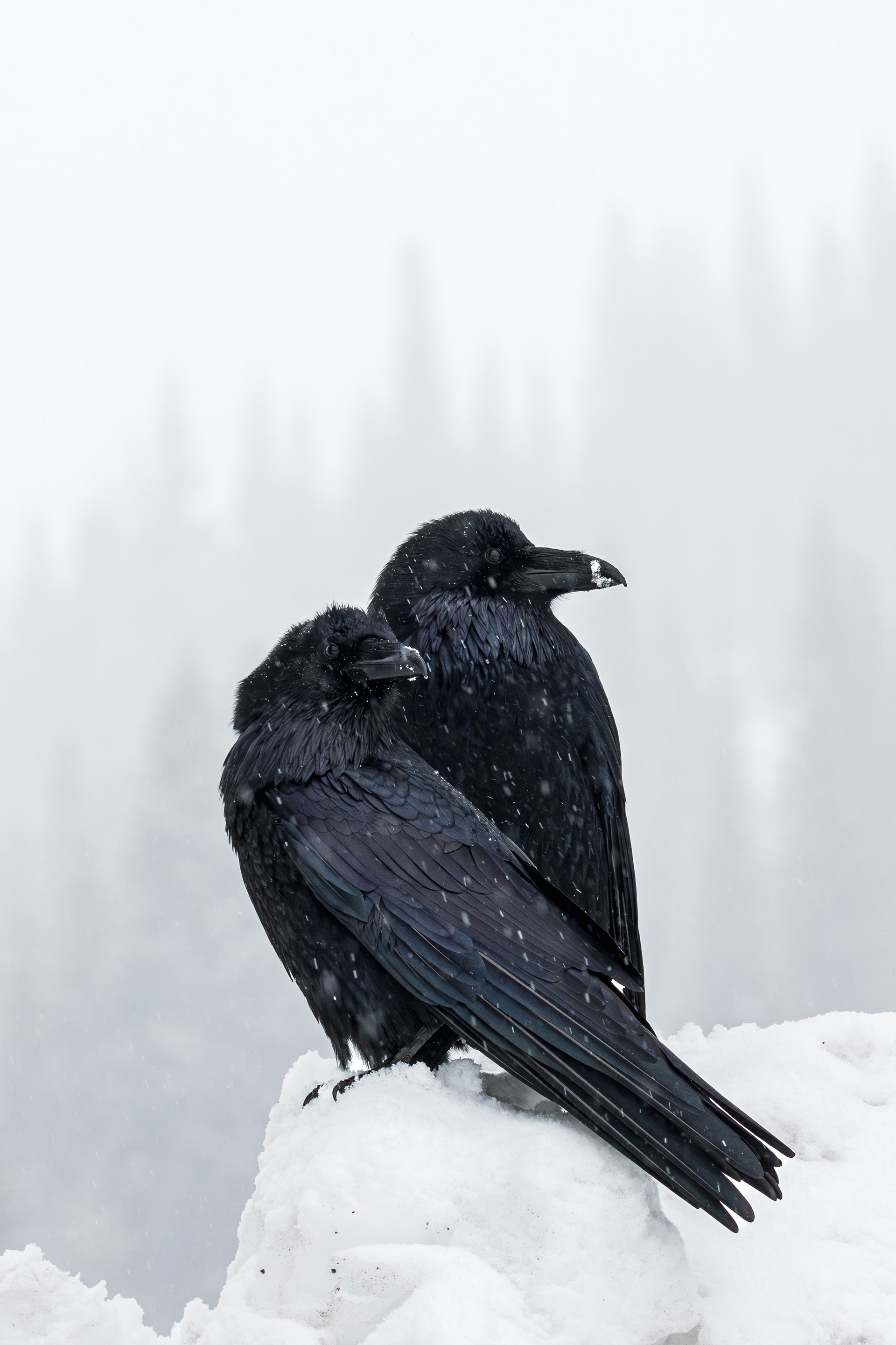 A pair of Common Ravens