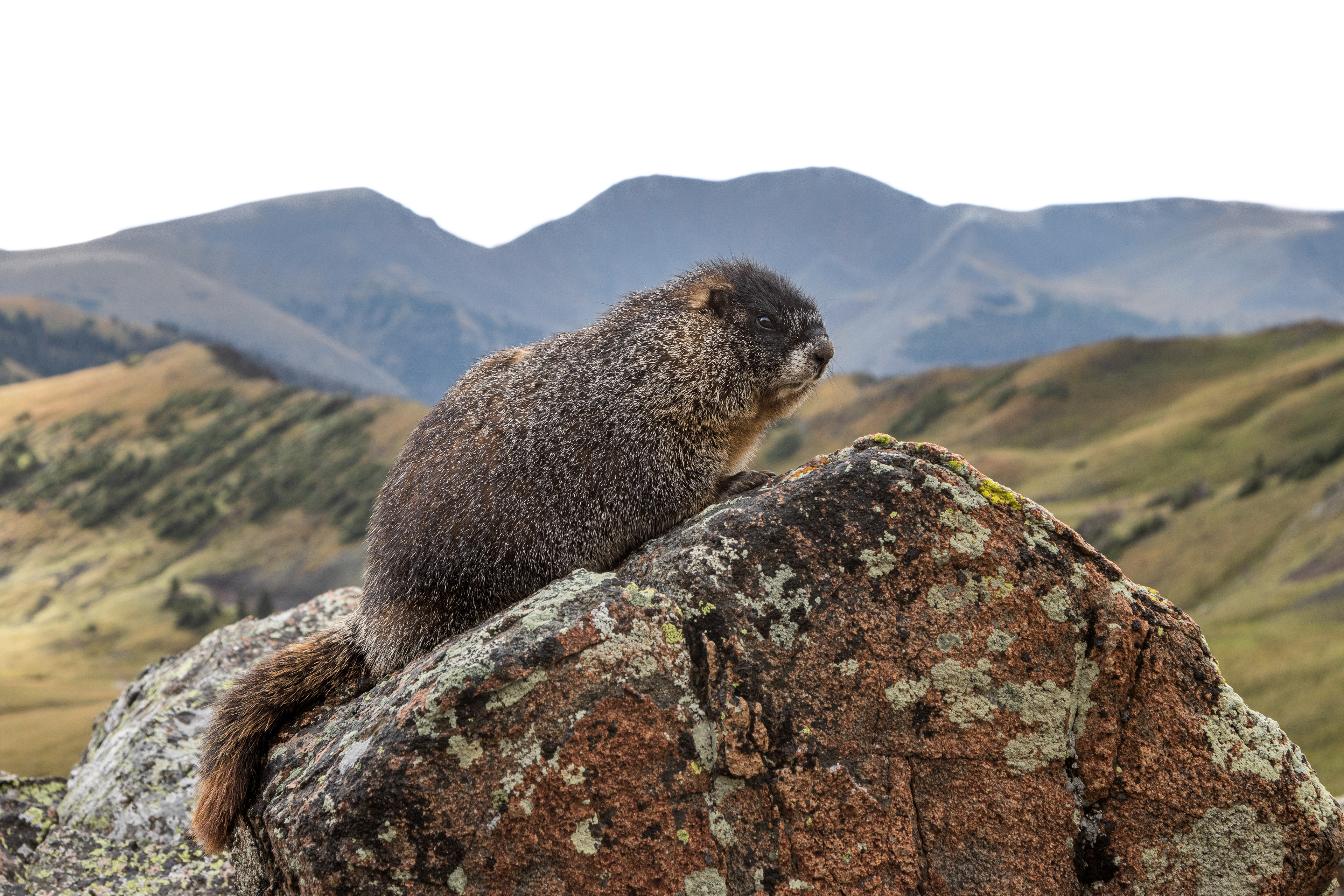 Yellow-bellied Marmot