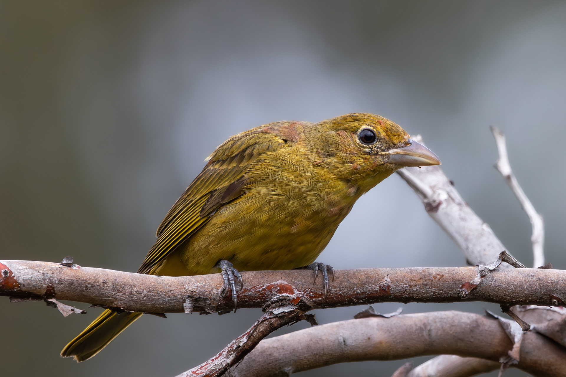 Summer Tanager