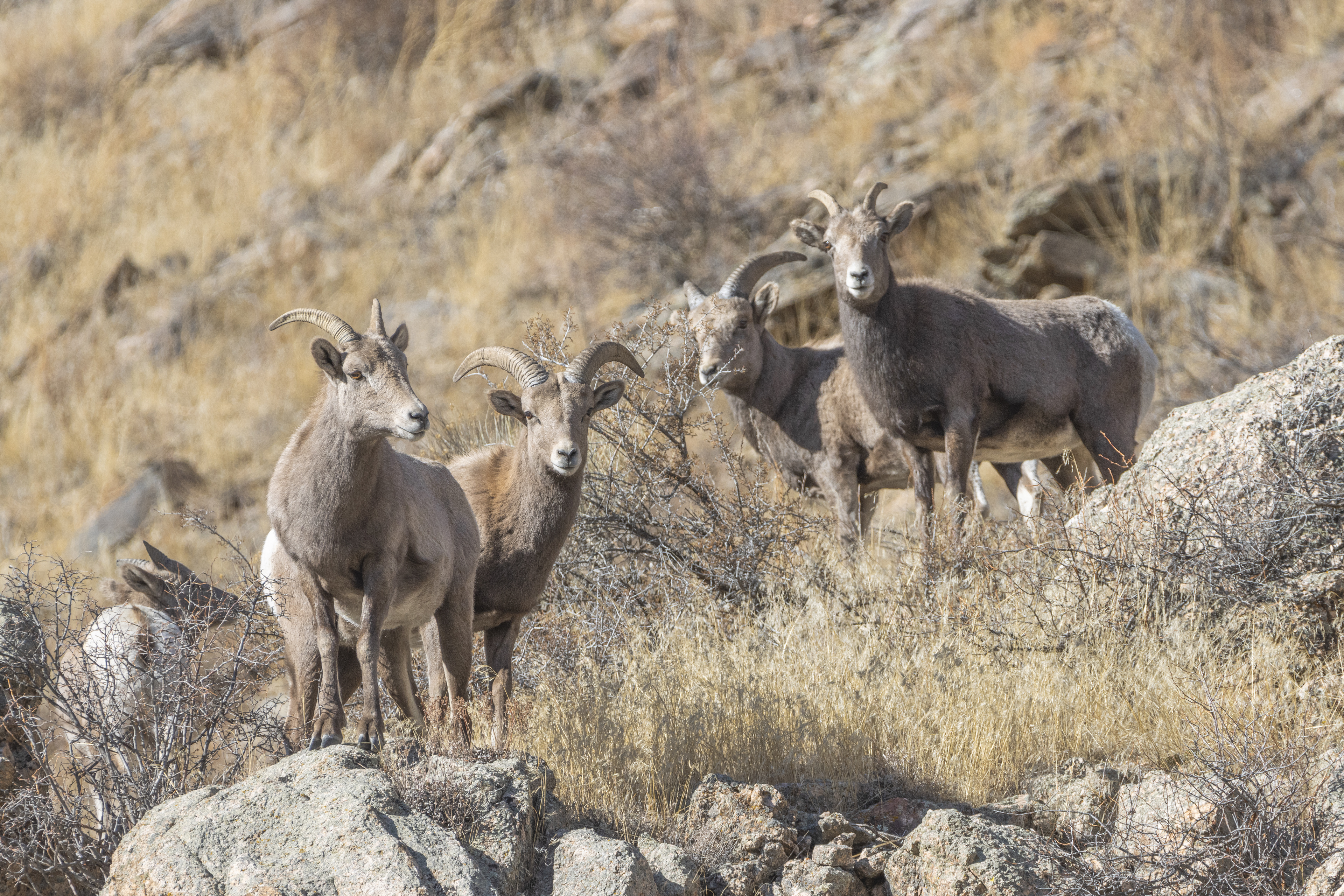 Bighorn Sheep
