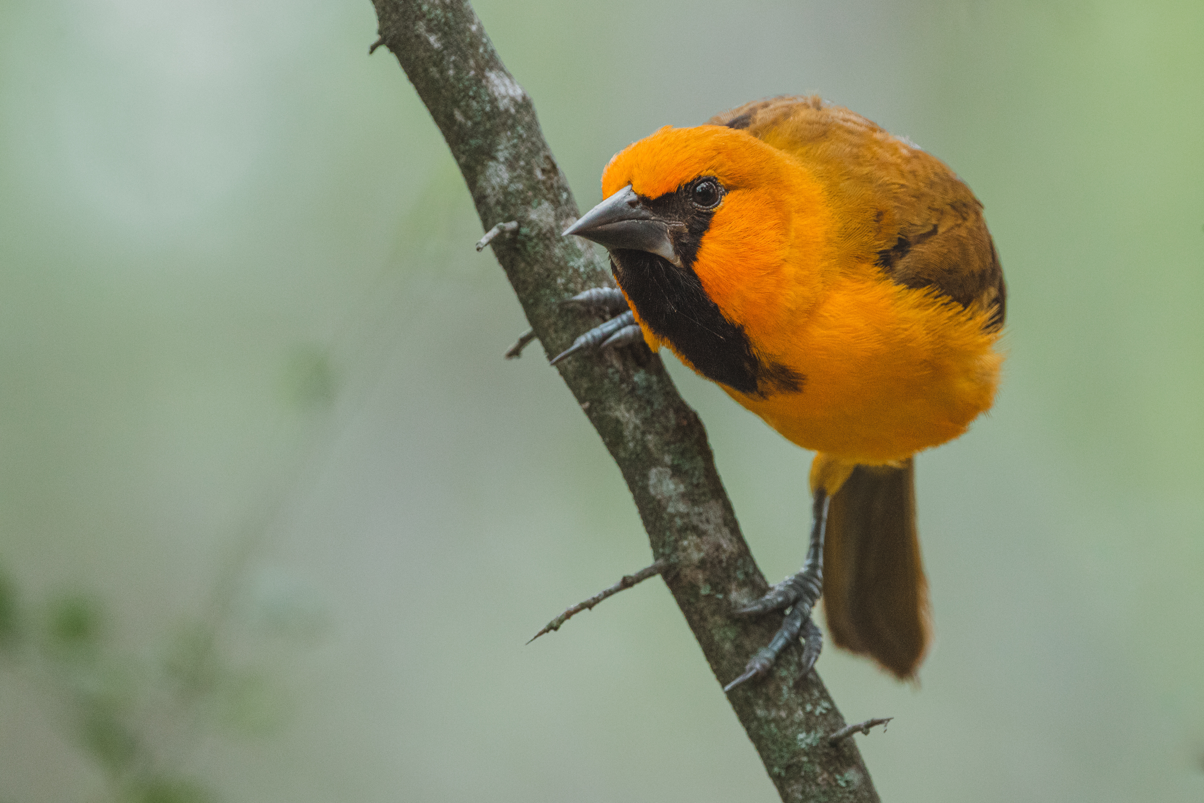 Altamira Oriole