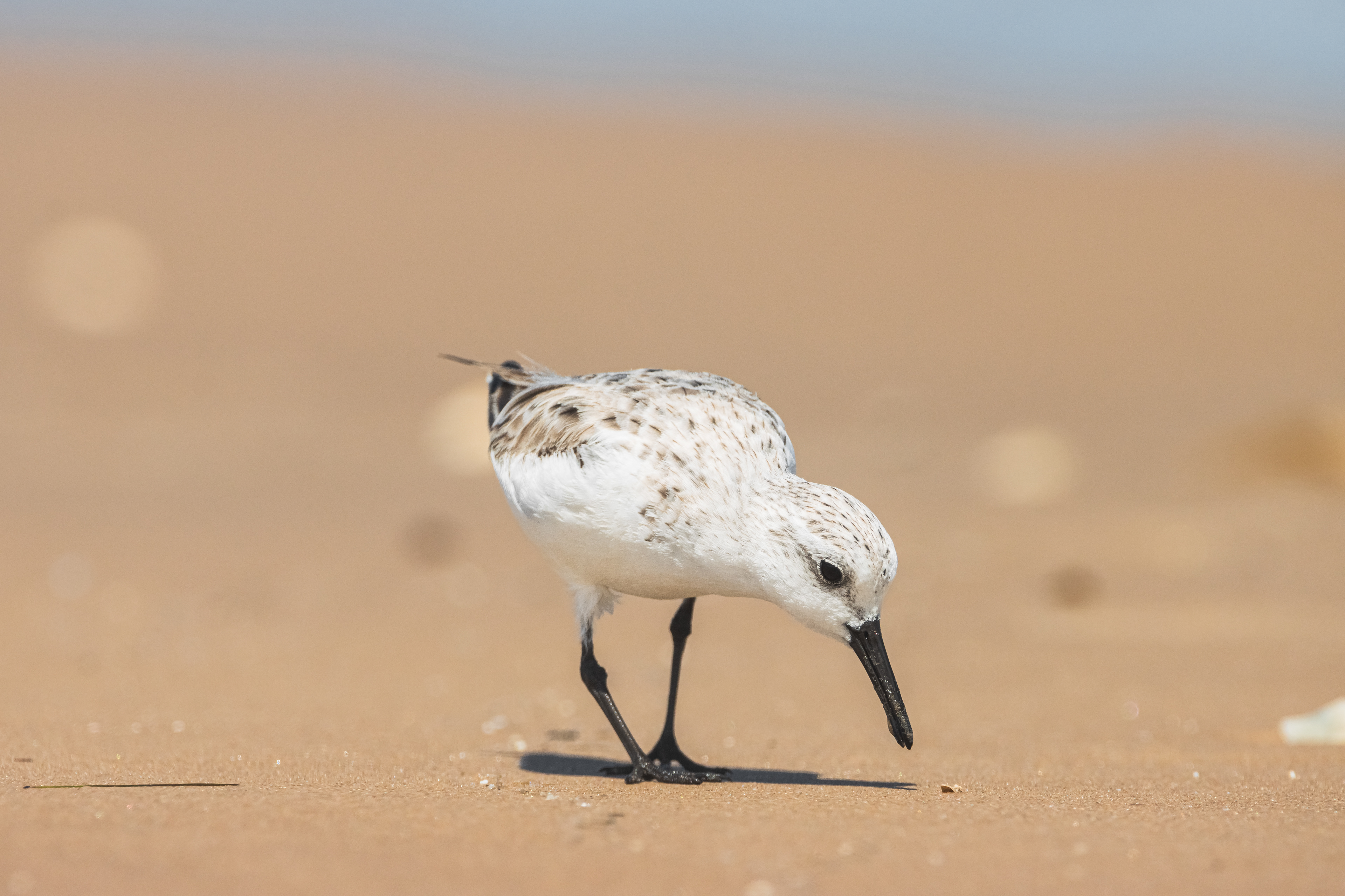 Sanderling