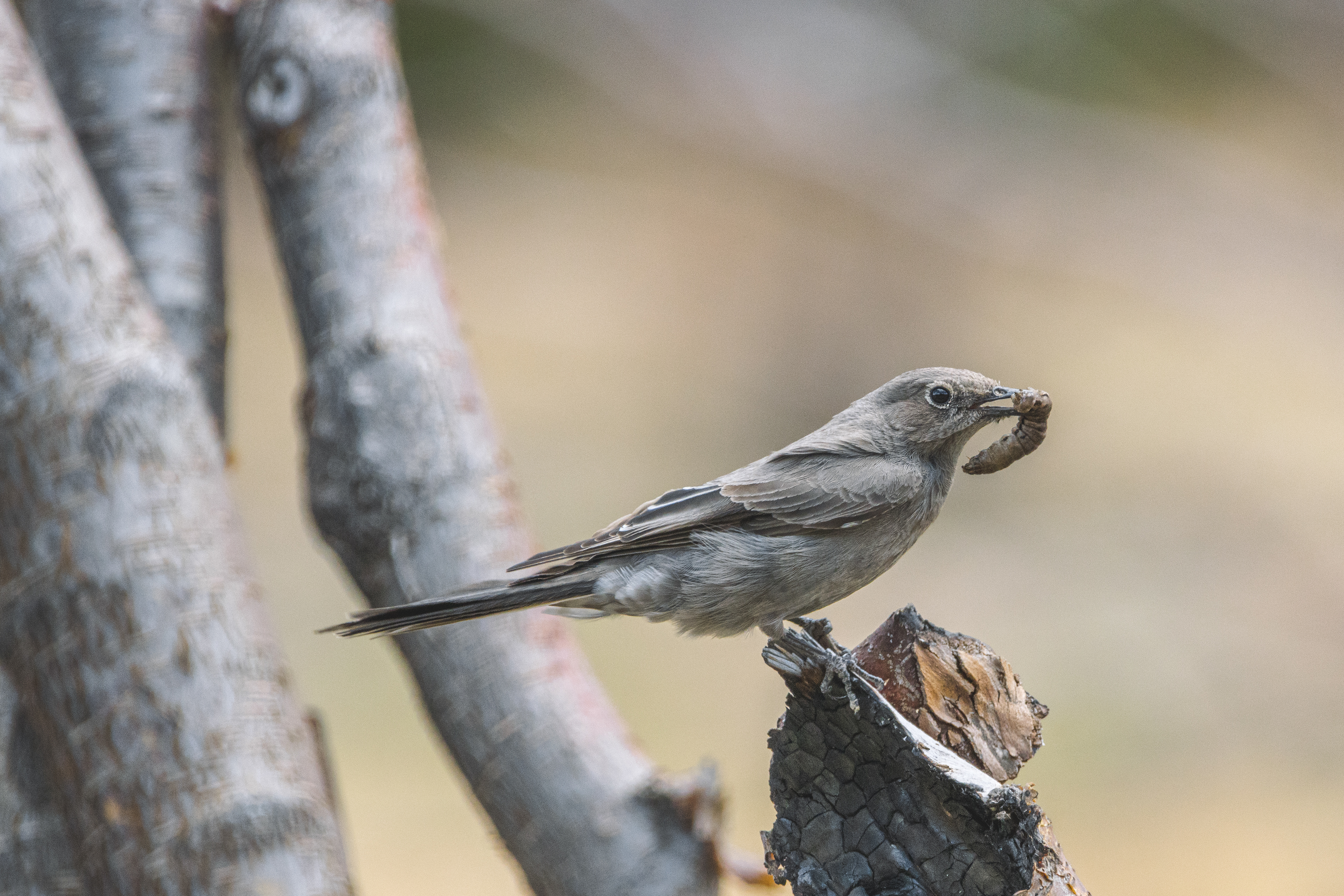 Townsend's Solitaire