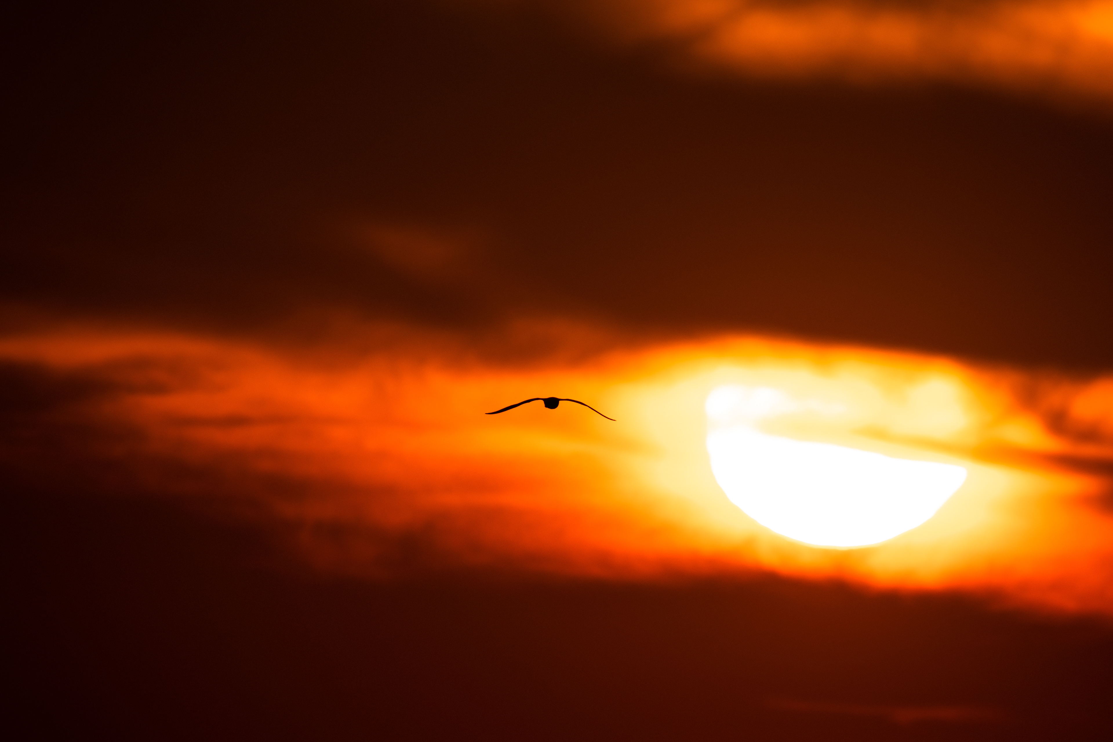Gull sp.