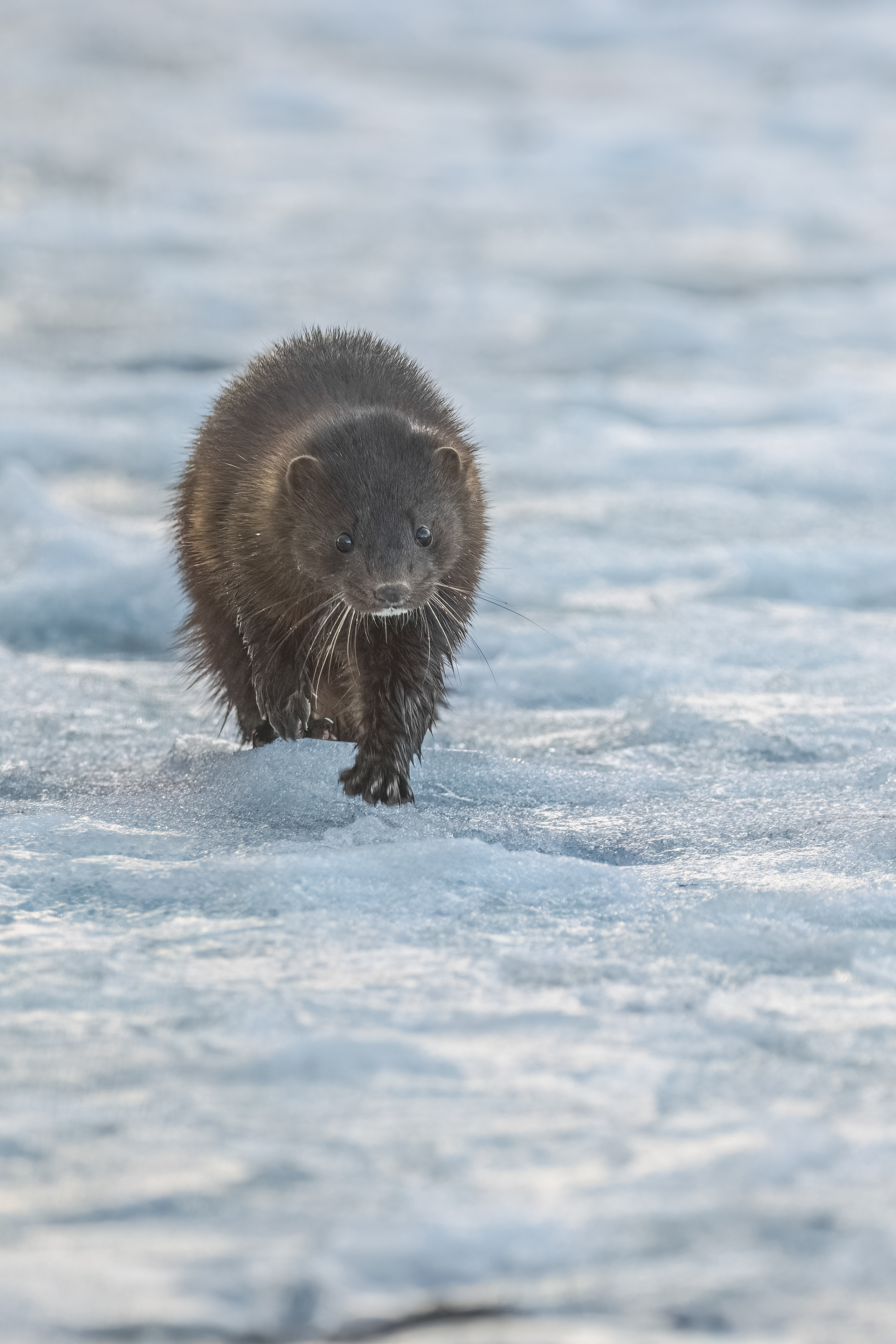 American Mink