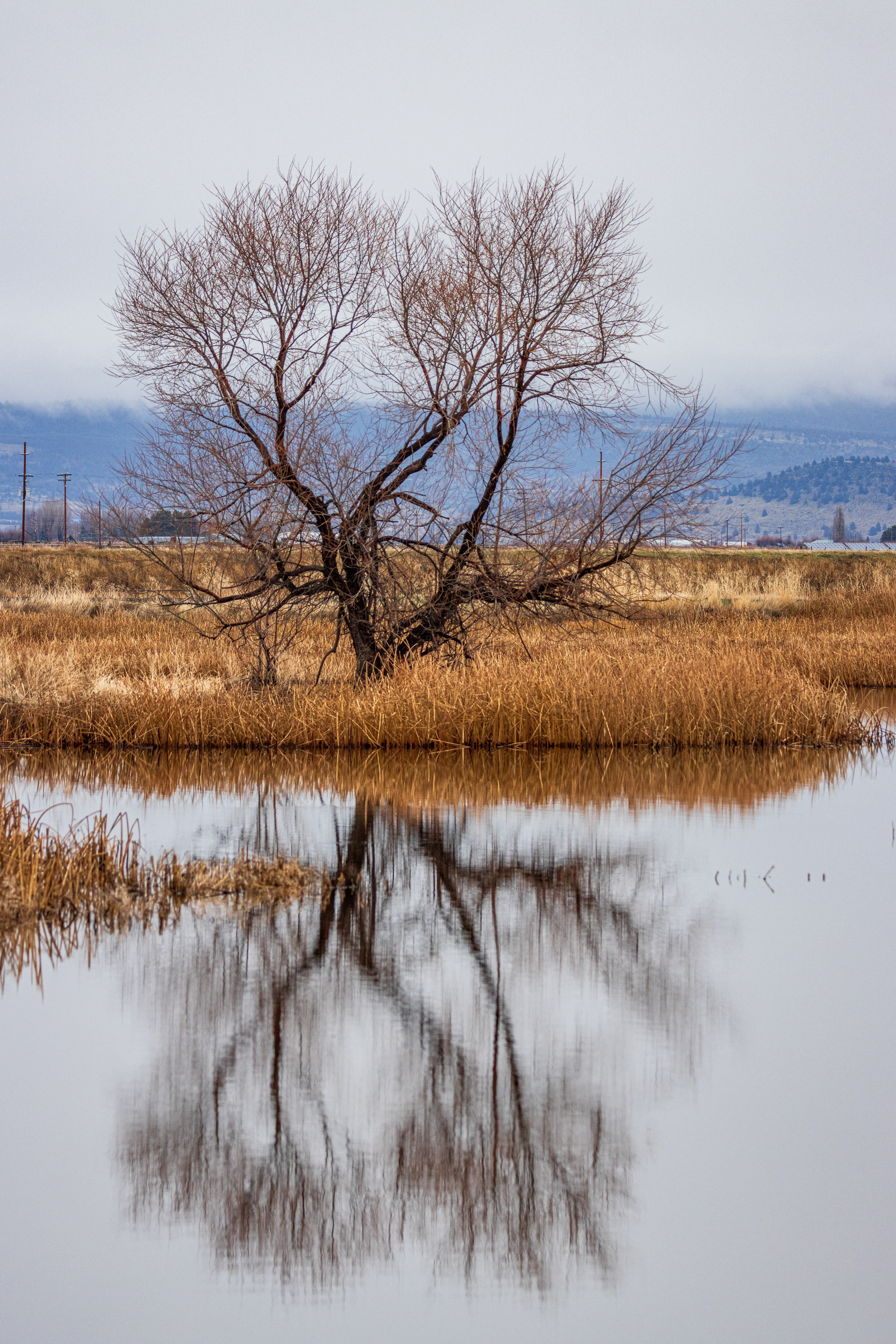 A bare oak tree reflected in the still waters of the marsh