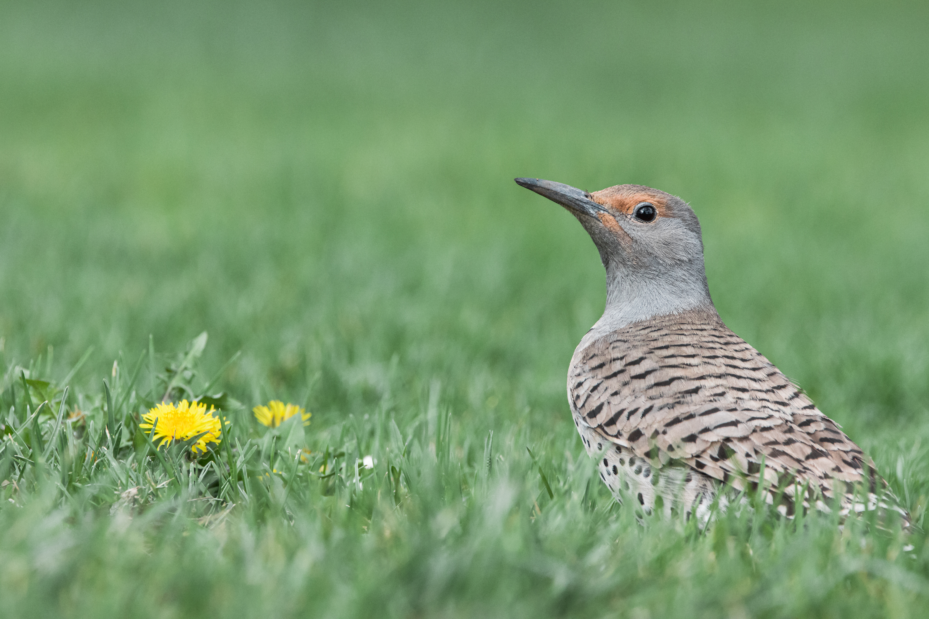 Northern Flicker