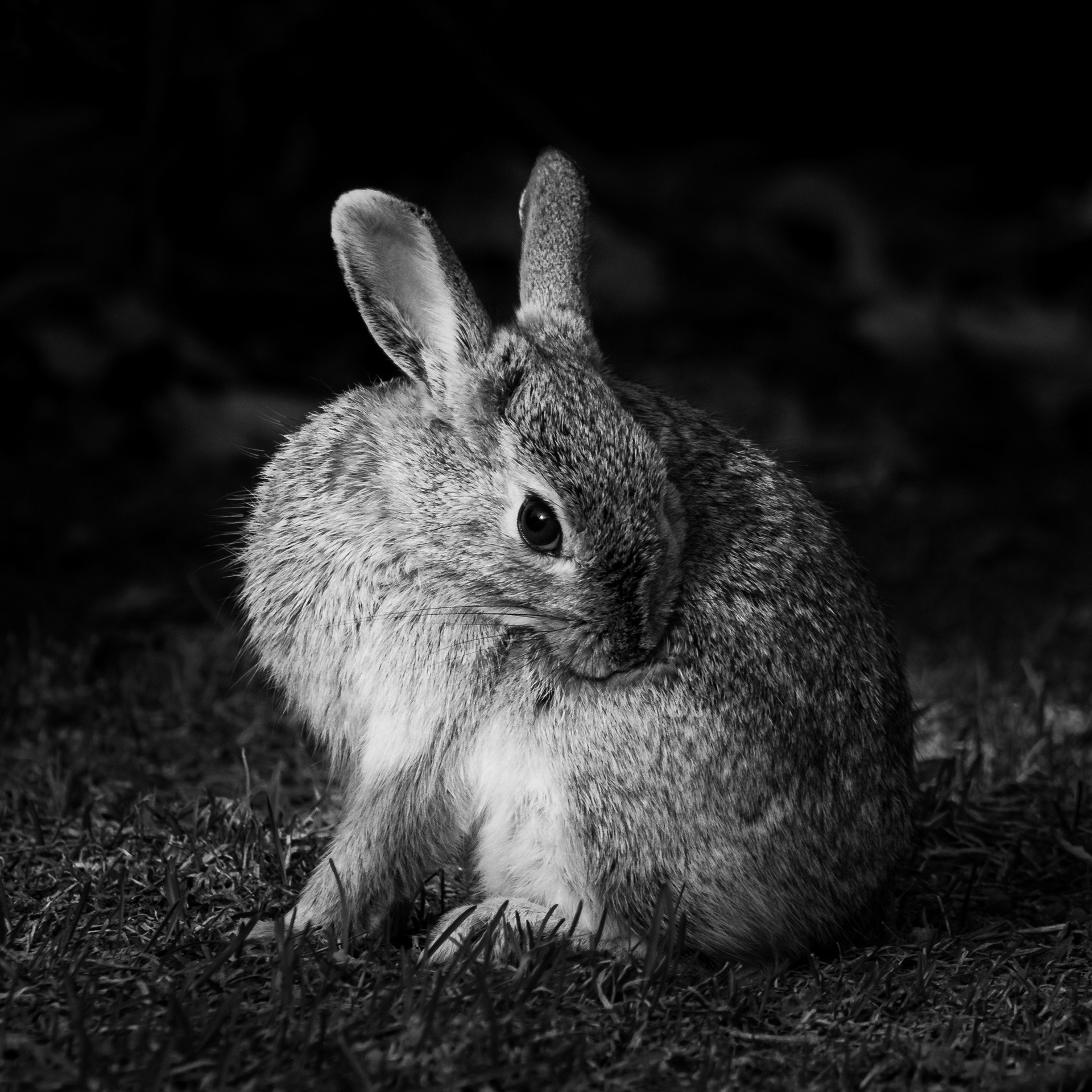 Eastern Cottontail