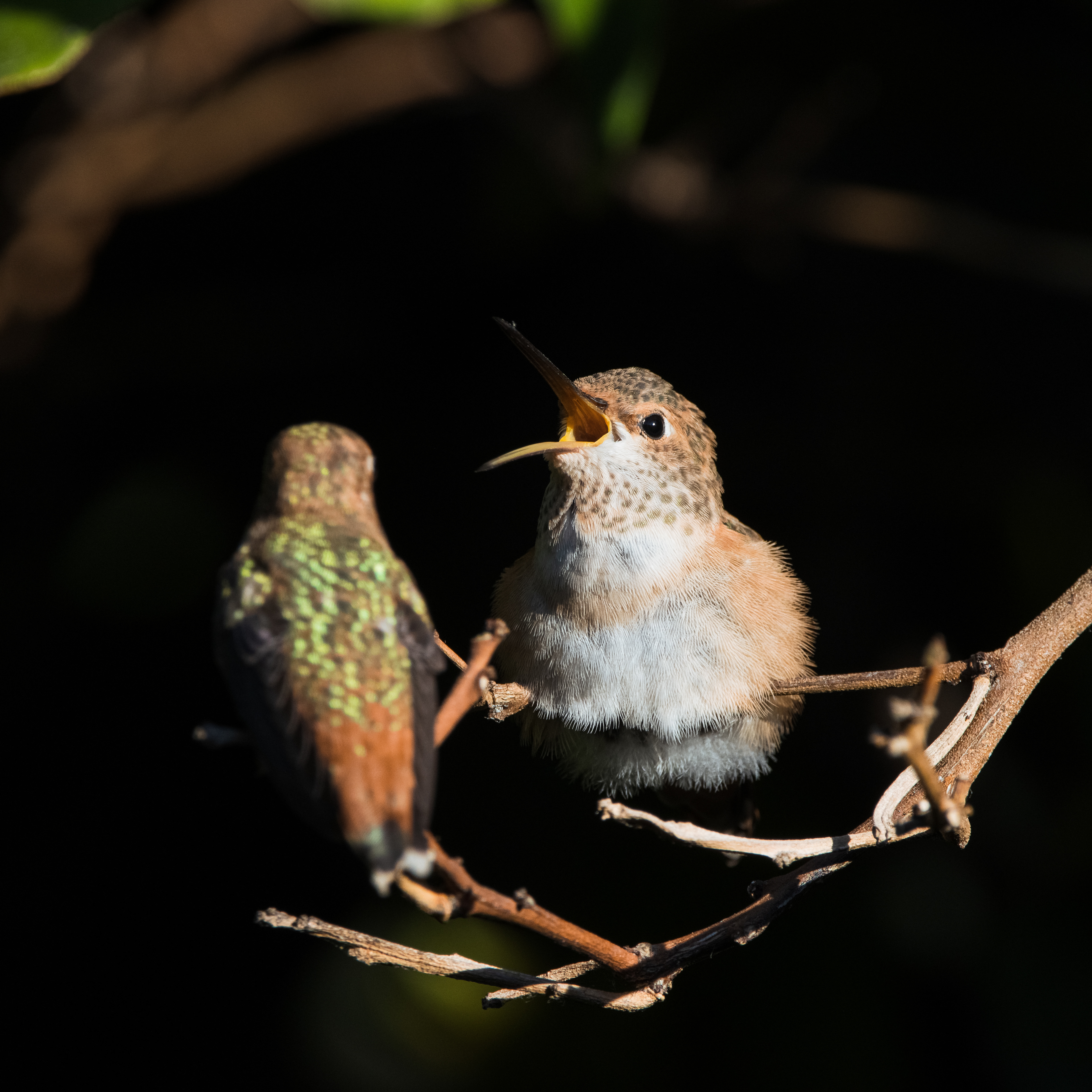 Allen's Hummingbird