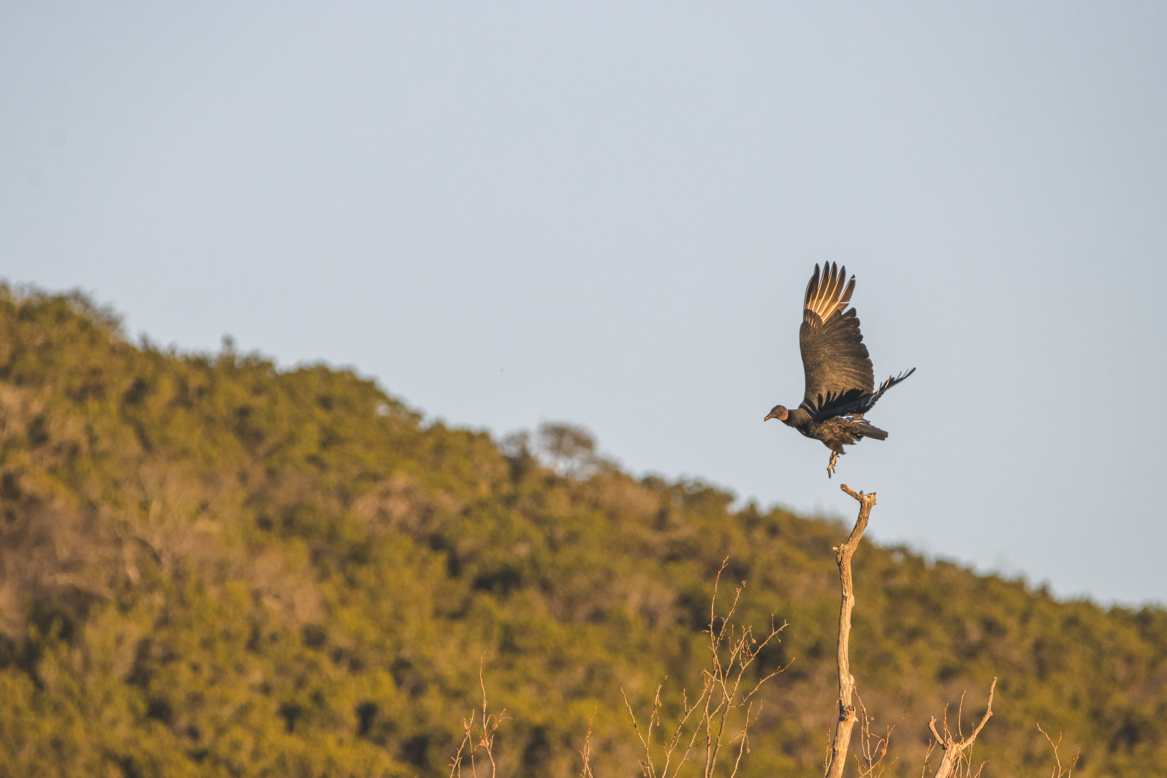 Black Vulture