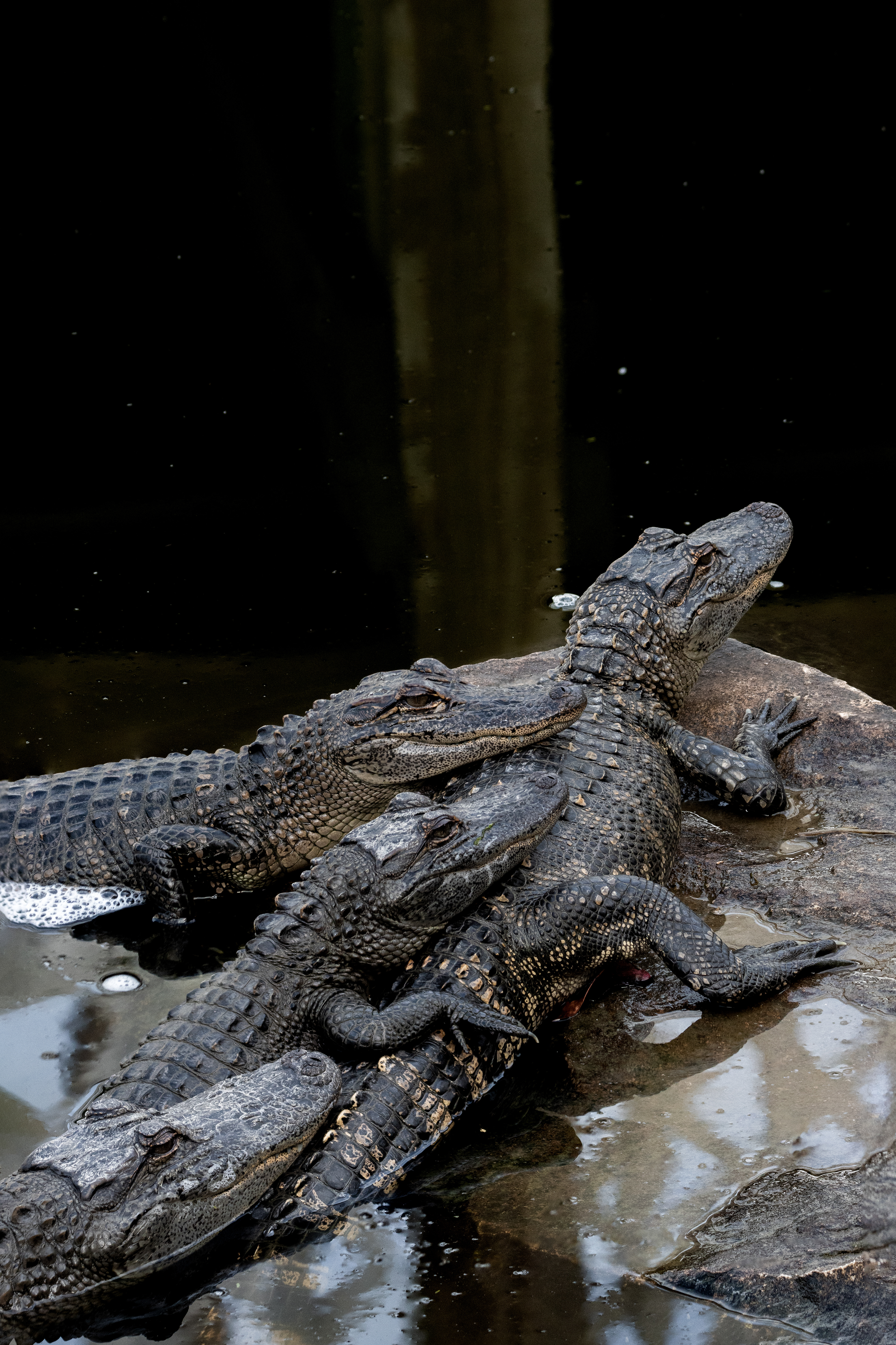 American Alligator