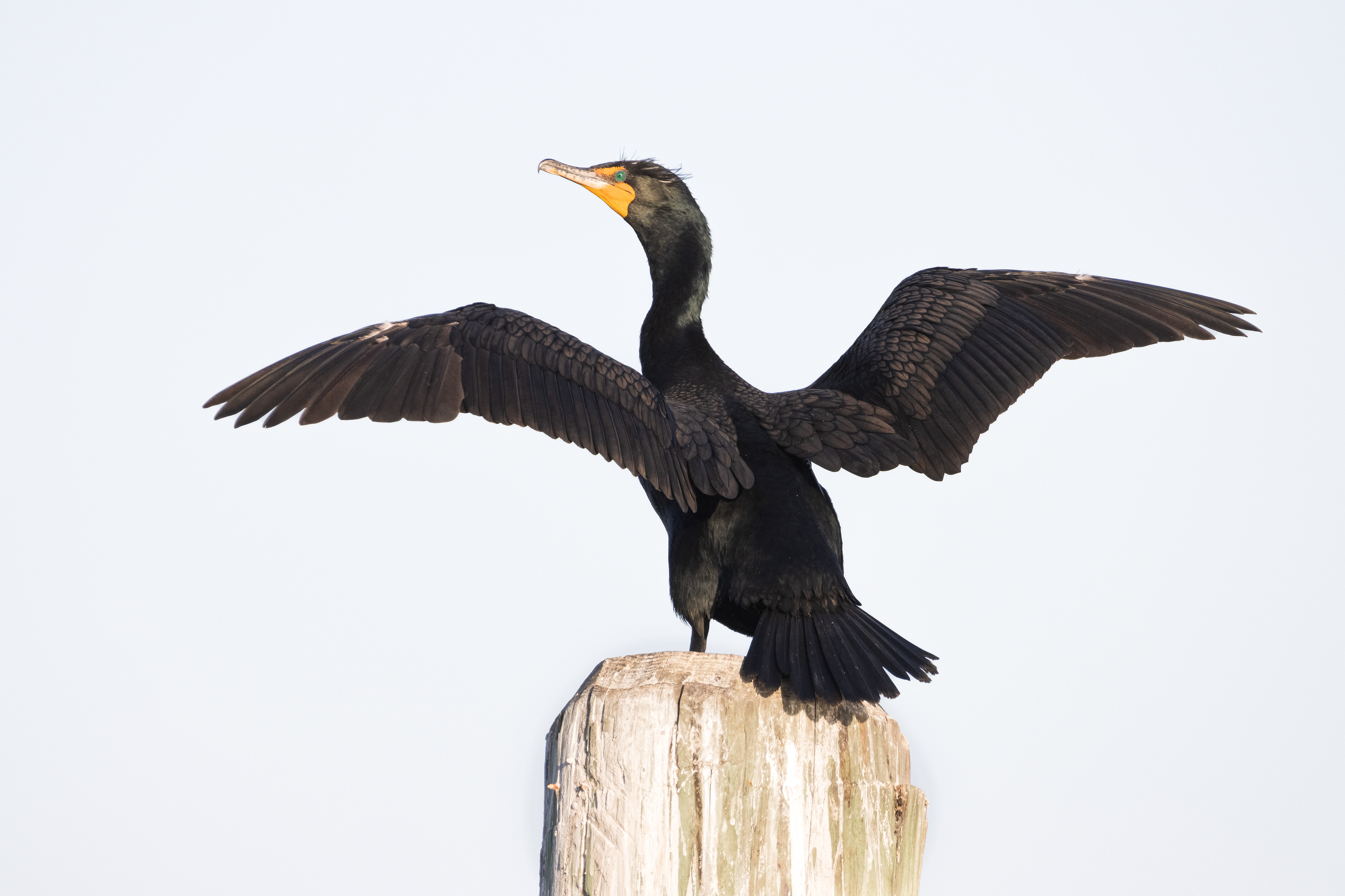 Double-crested Cormorant