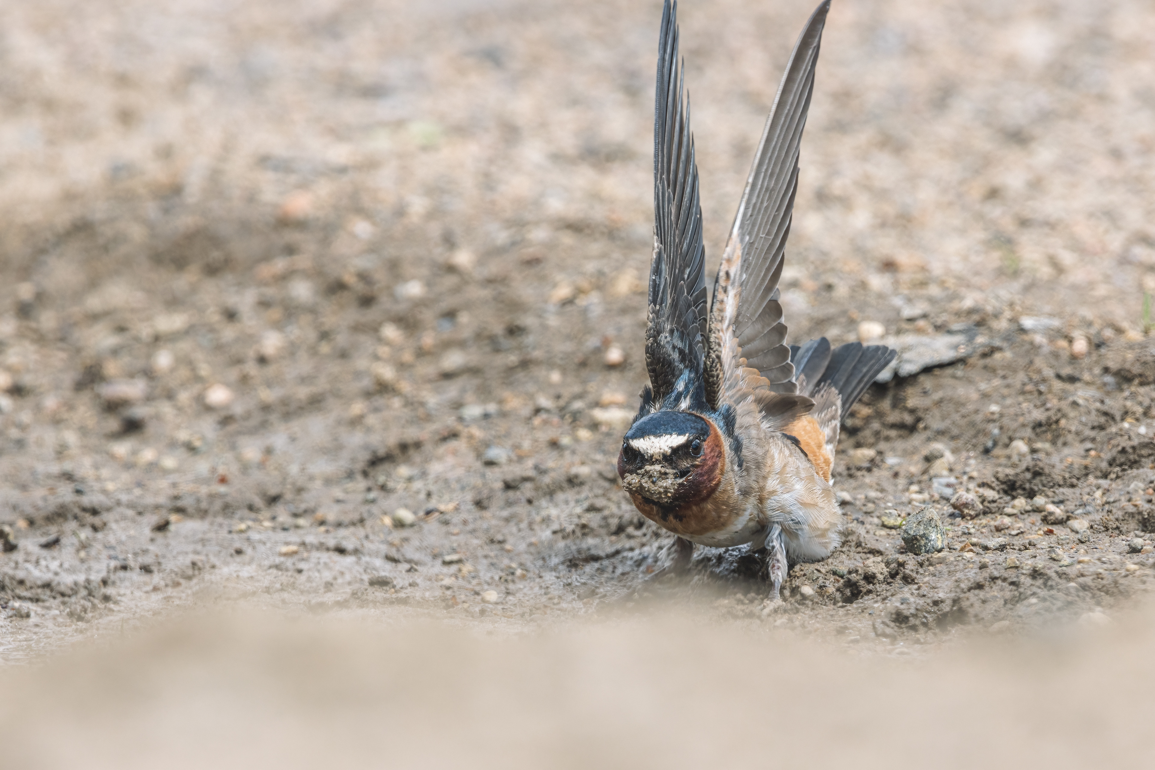 Cliff Swallow
