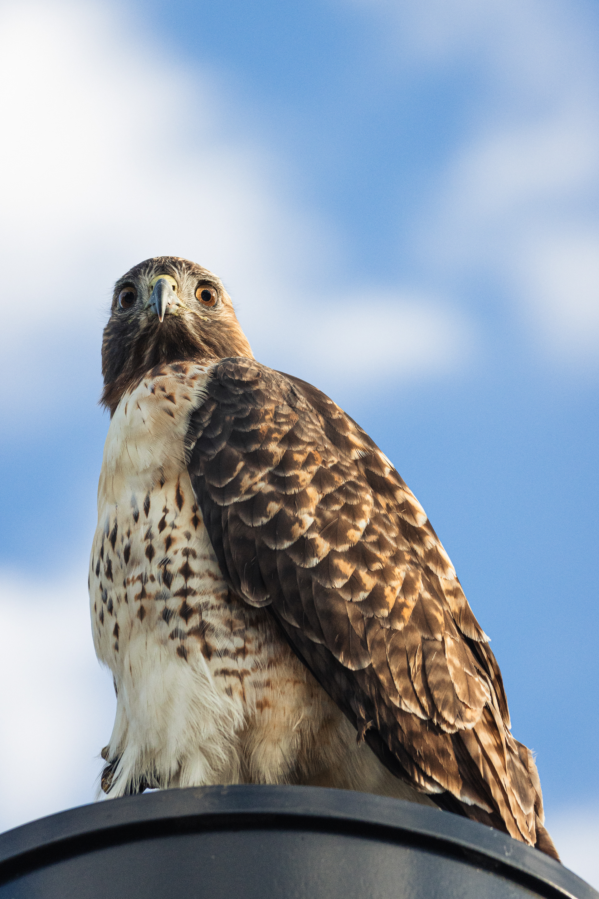 Red-tailed Hawk