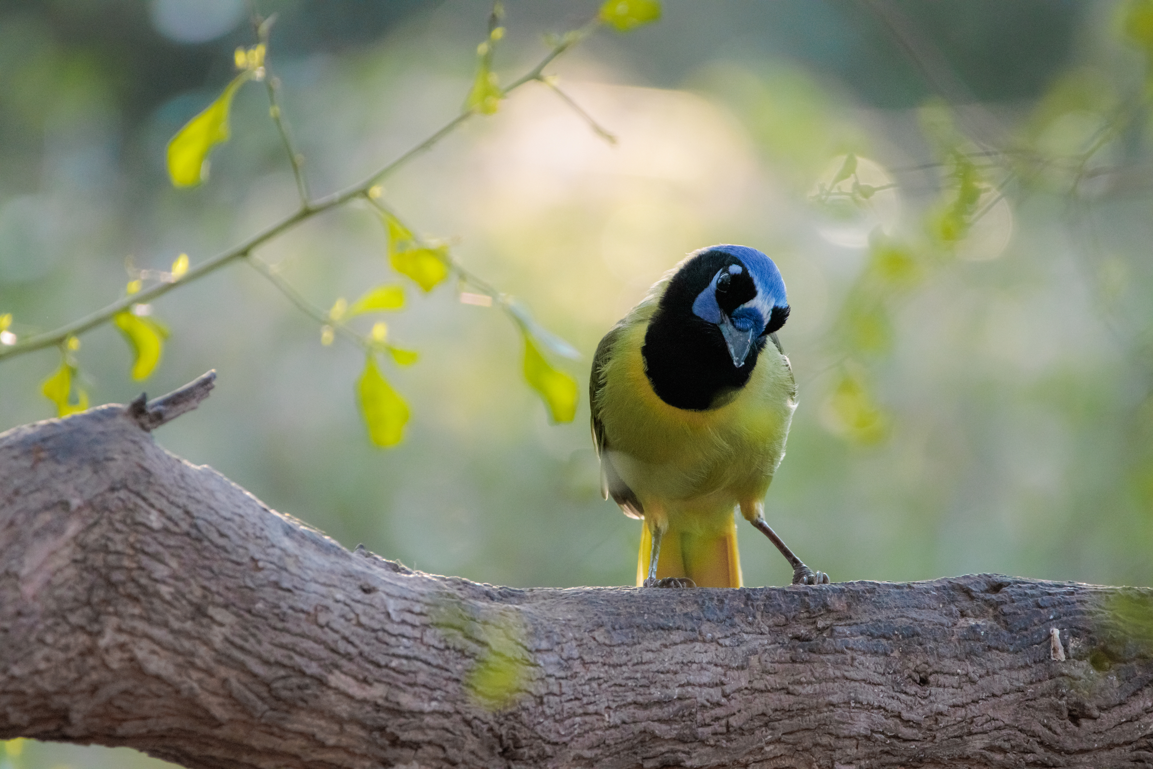 Green Jay