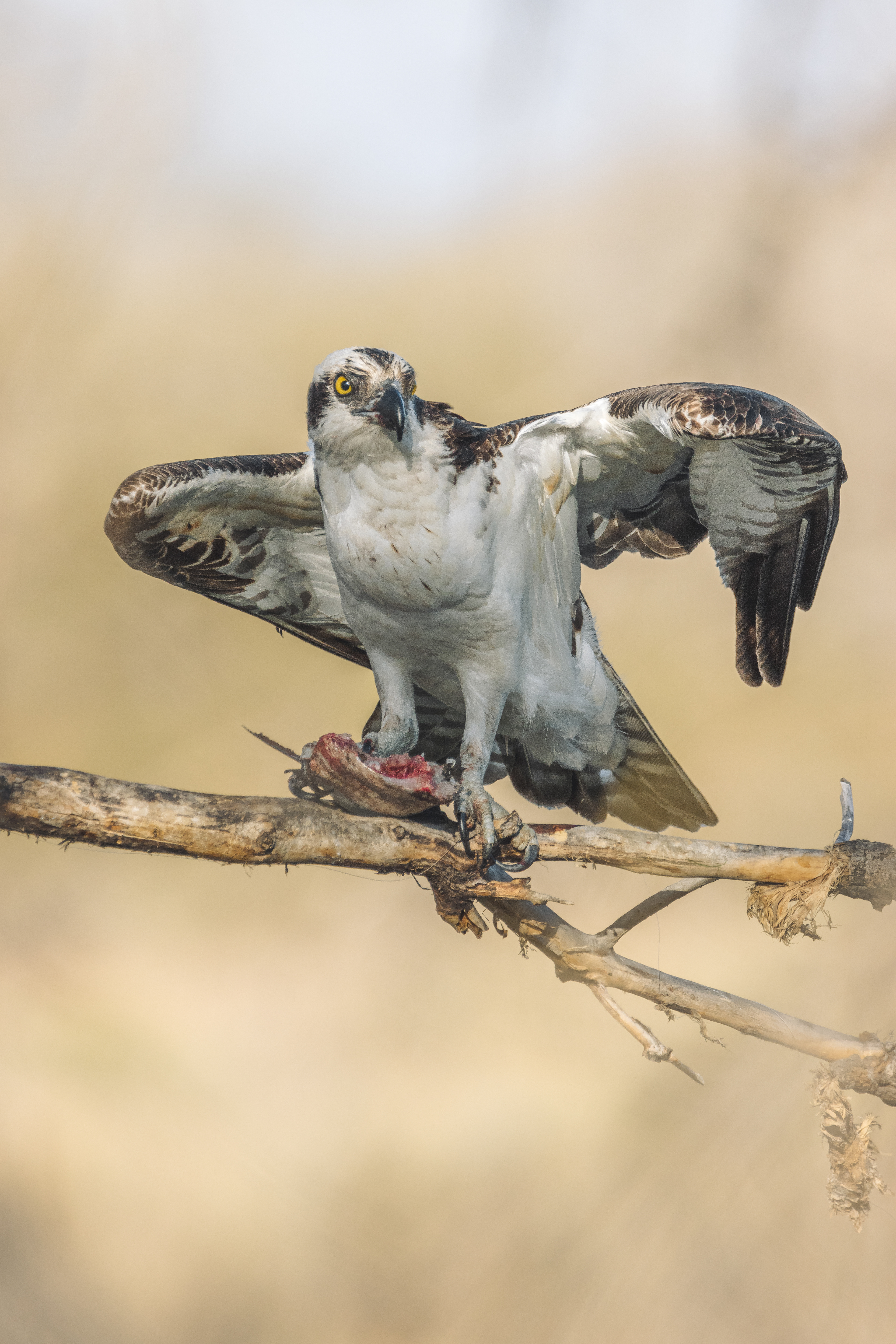Osprey