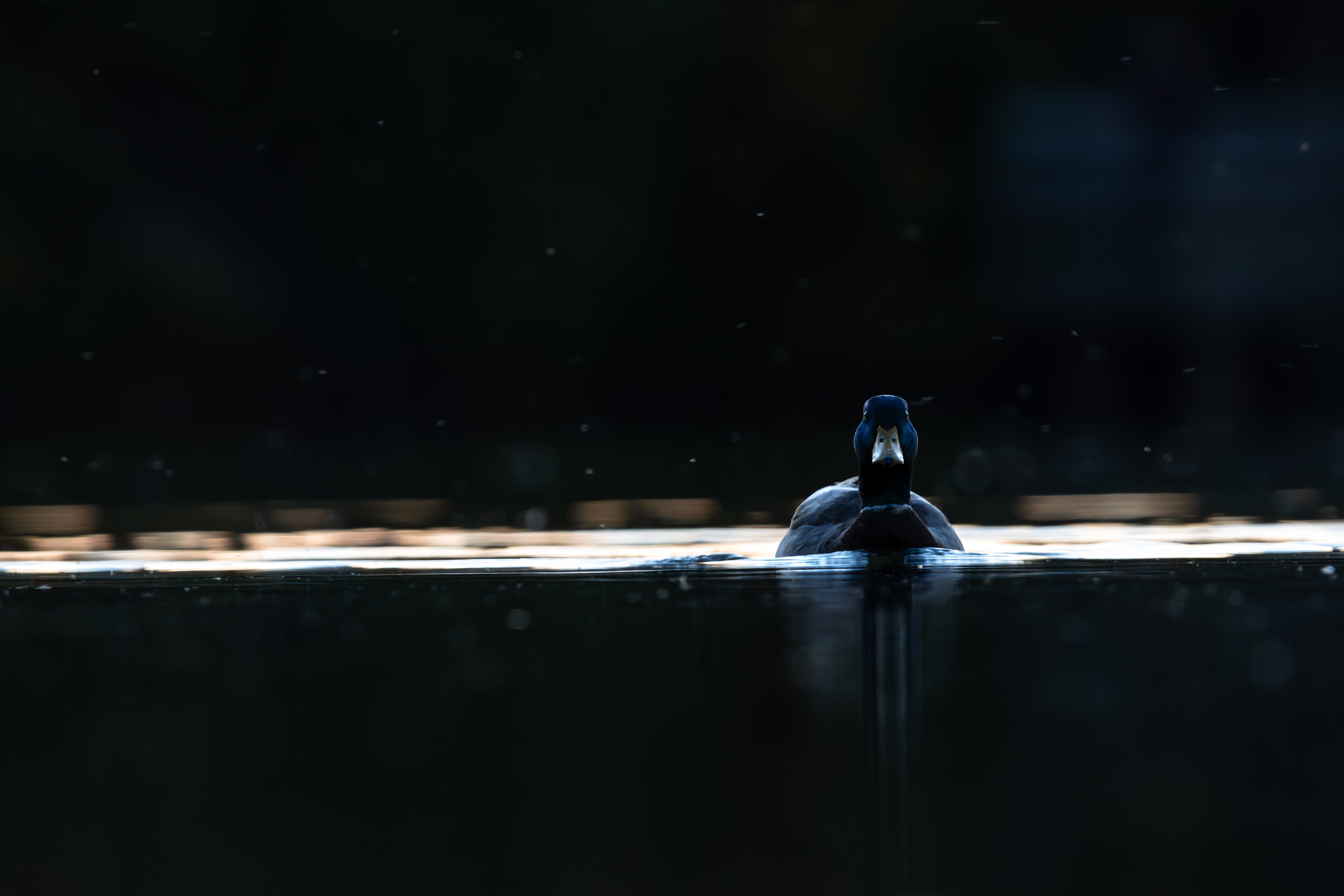 Mallard