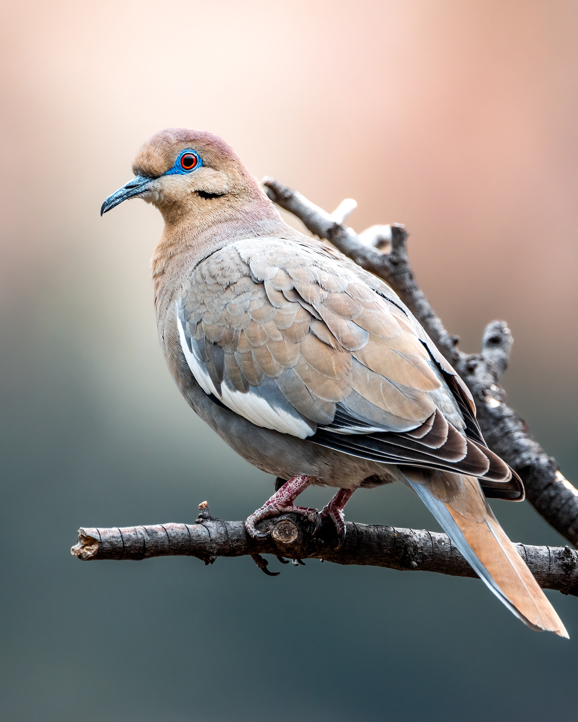 White-winged Dove