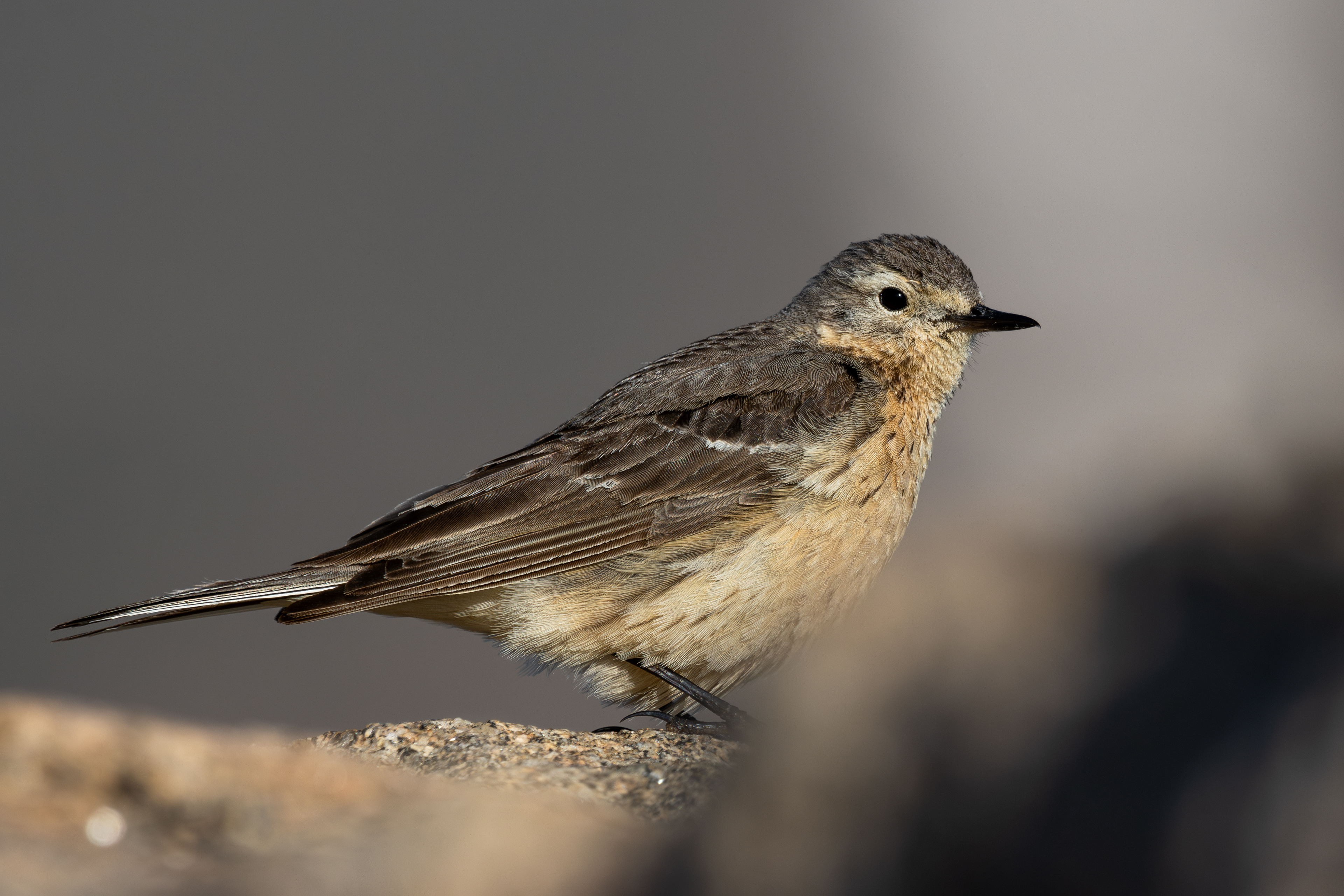 American Pipit