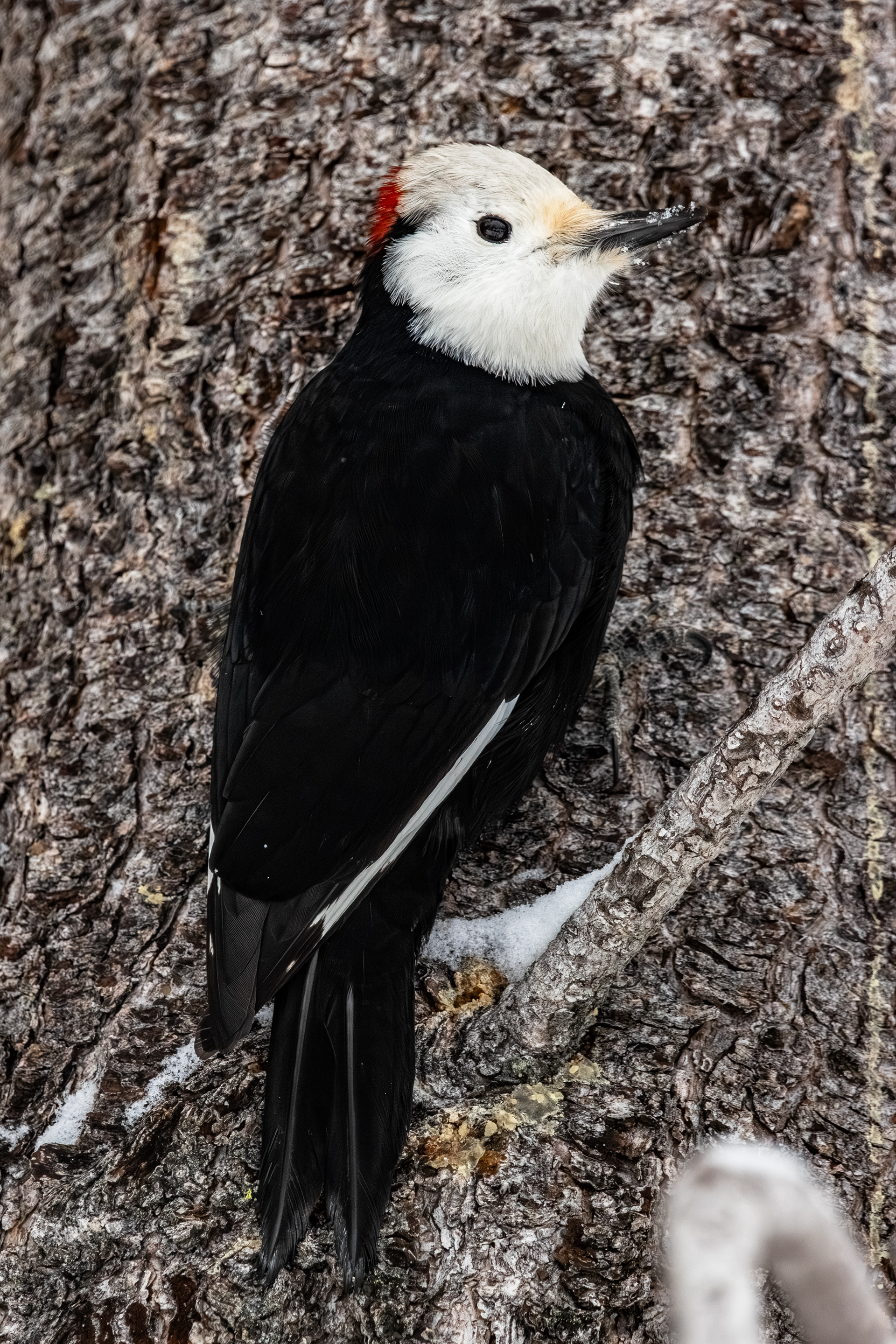 Male White-headed Woodpecker
